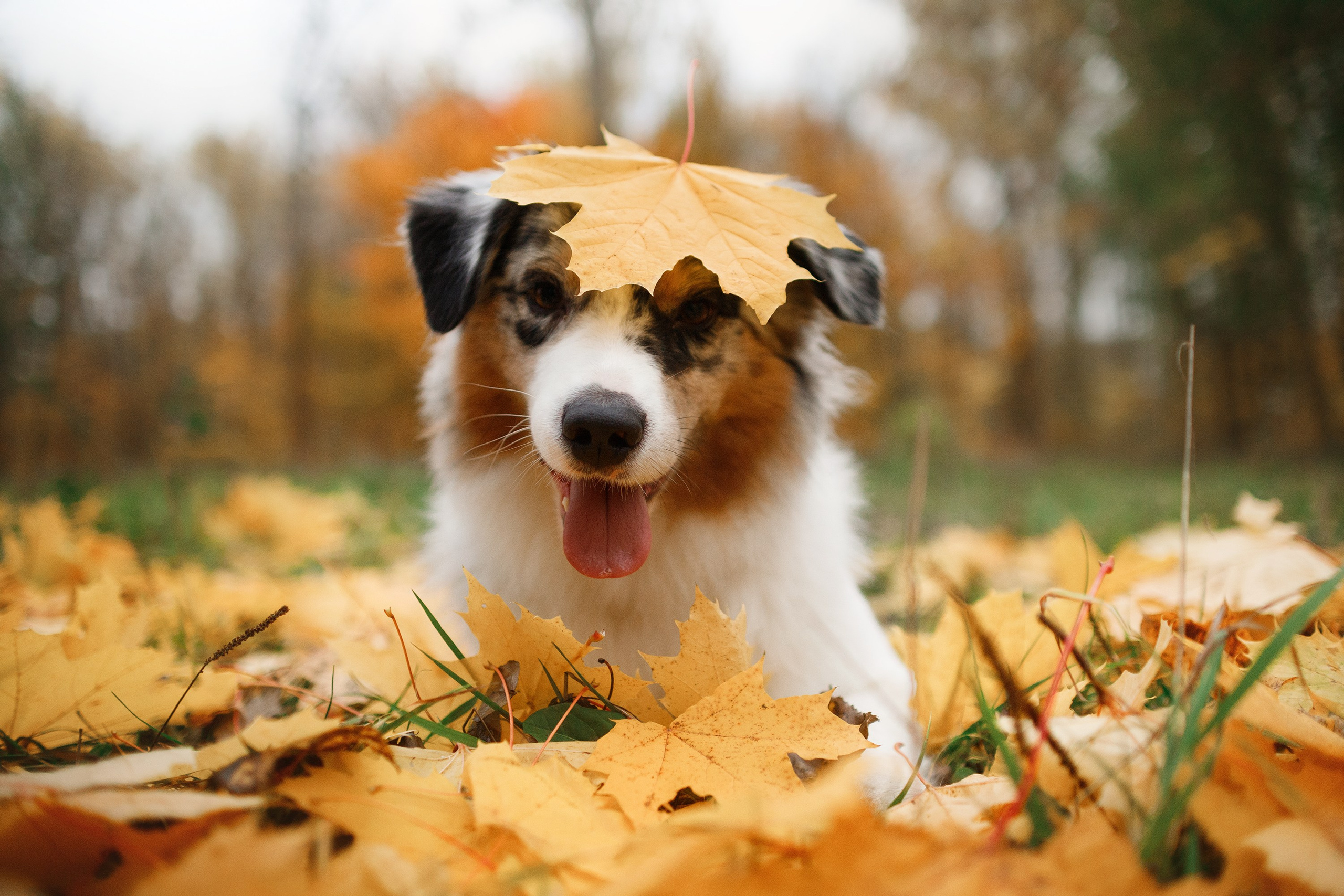 Autumn photo day for dog handler. Kaja | fotograf we Wrocławiu | ludzie i psy