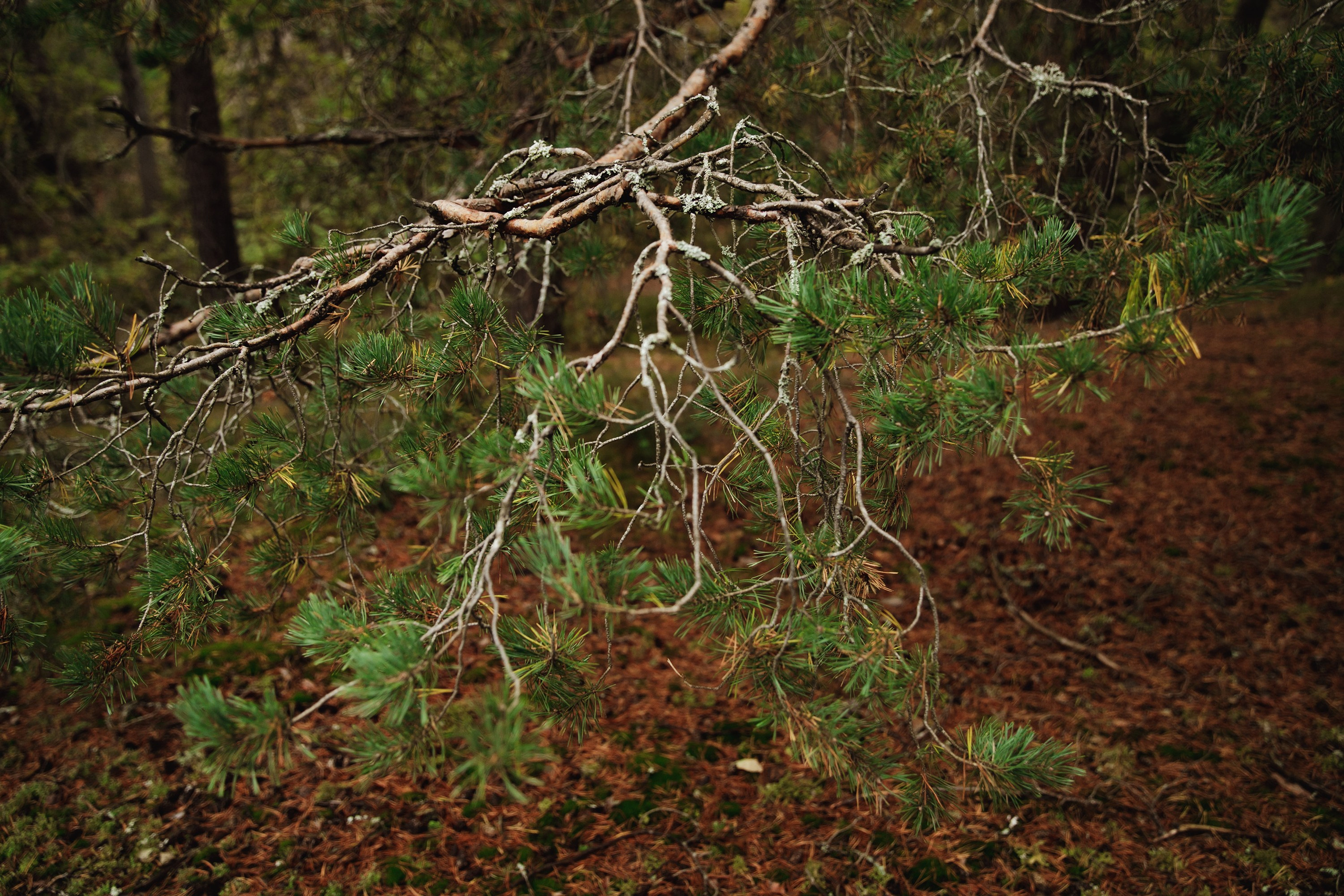 Turku. Kaja | fotograf psów we Wrocławiu