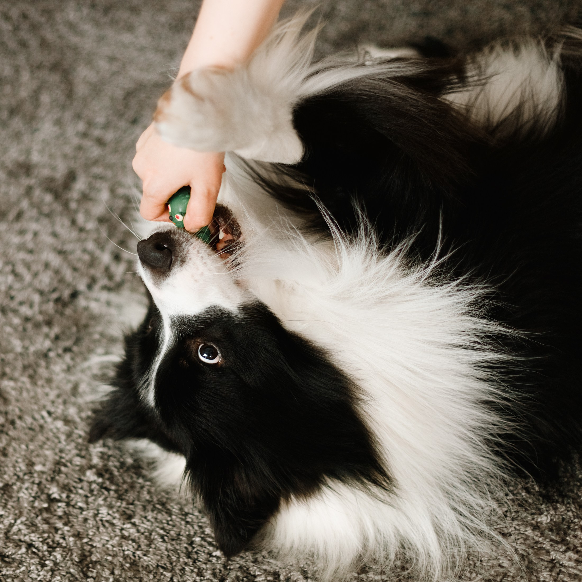 Evgenia & Richard. Kaja | fotograf we Wrocławiu | ludzie i psy