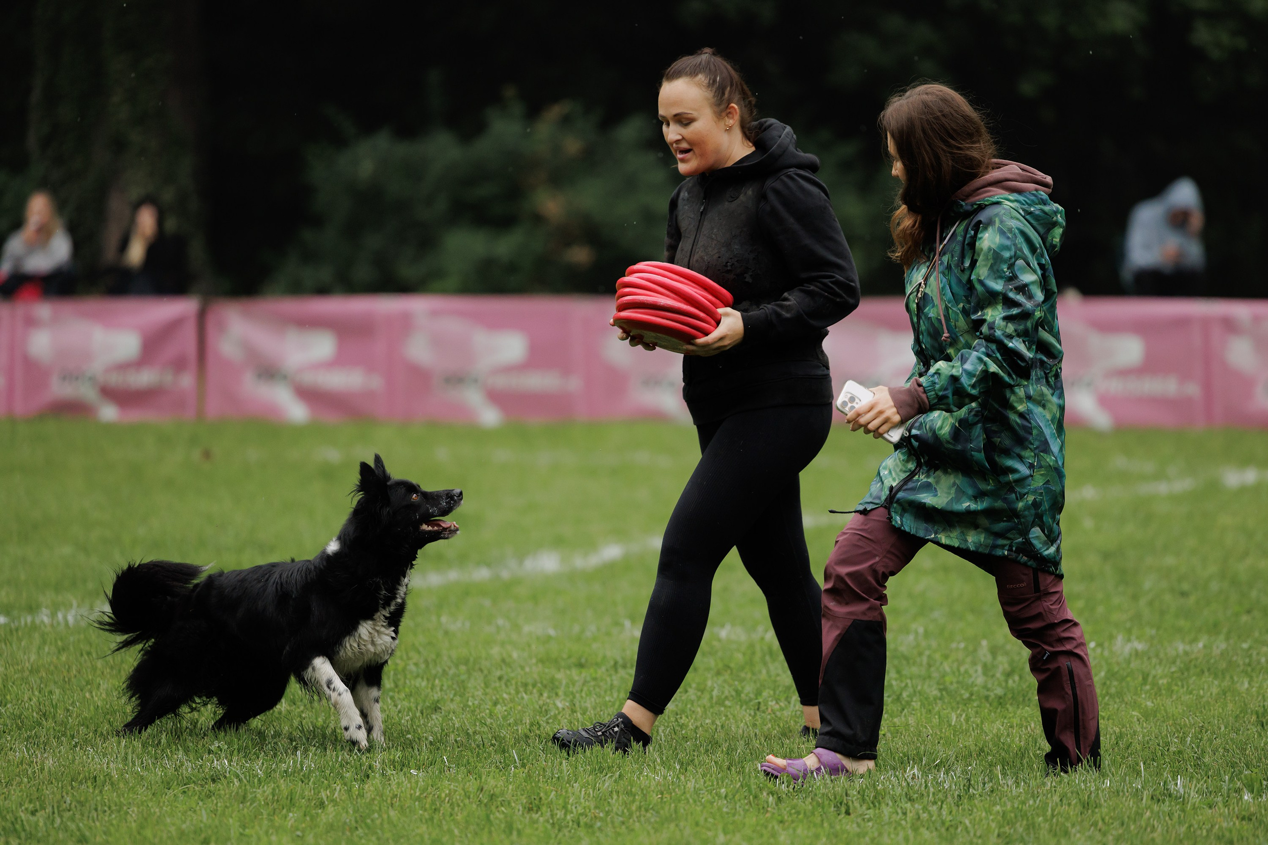 Latające psy, Wrocław'25. Kaja | fotograf psów we Wrocławiu