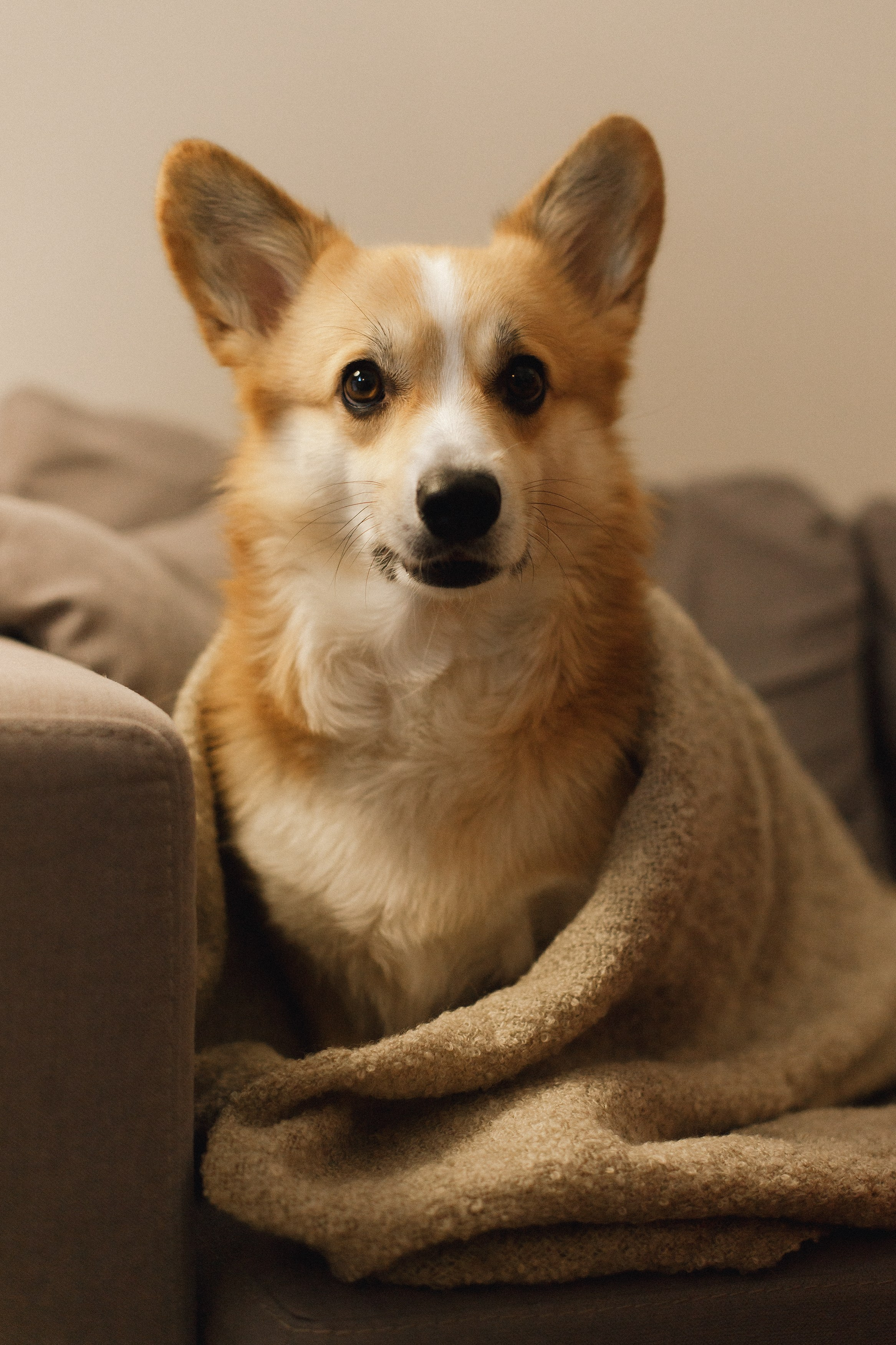 Dasha & Daisy. Kaja | fotograf psów we Wrocławiu