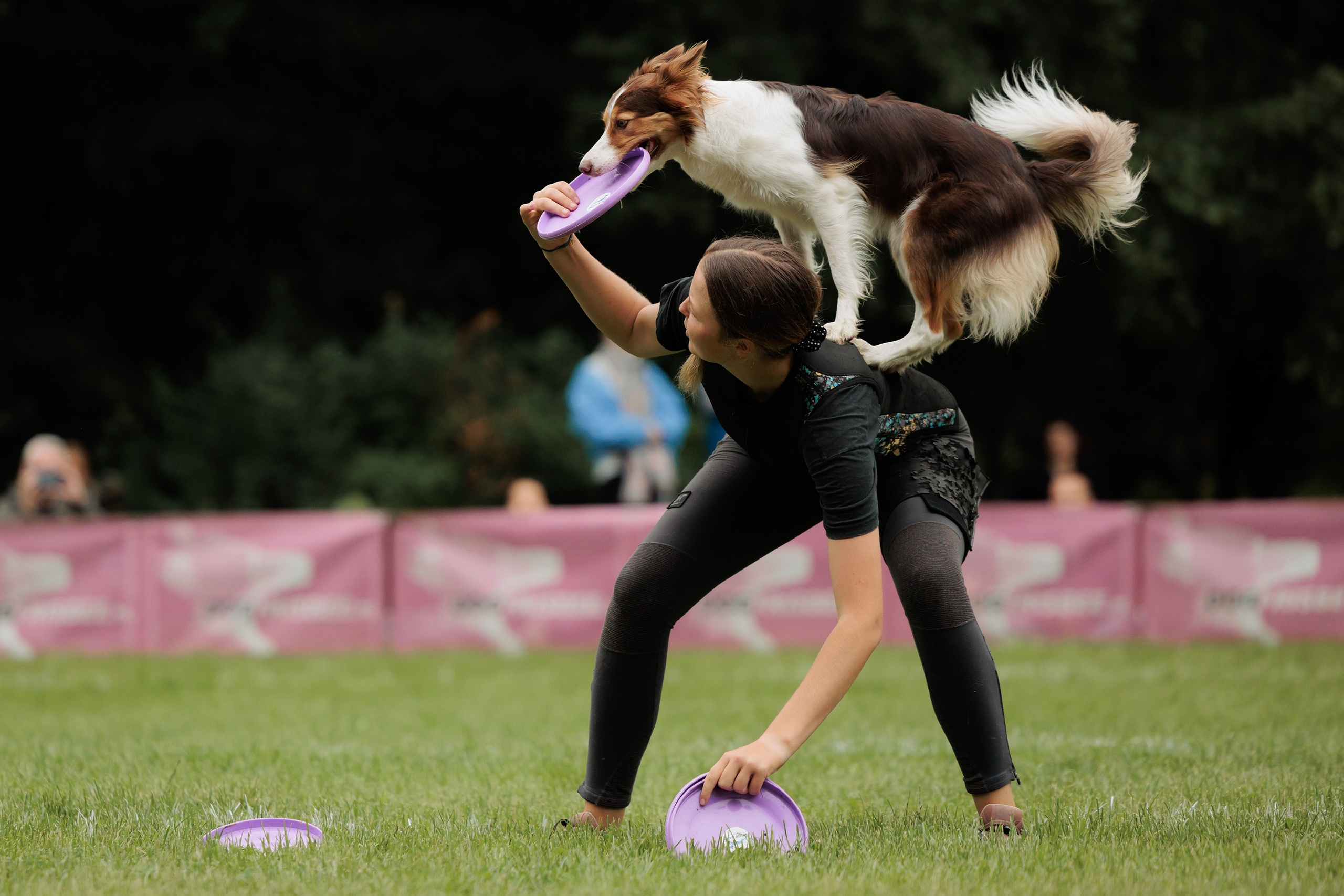 Latające psy, Wrocław'25. Kaja | fotograf psów we Wrocławiu