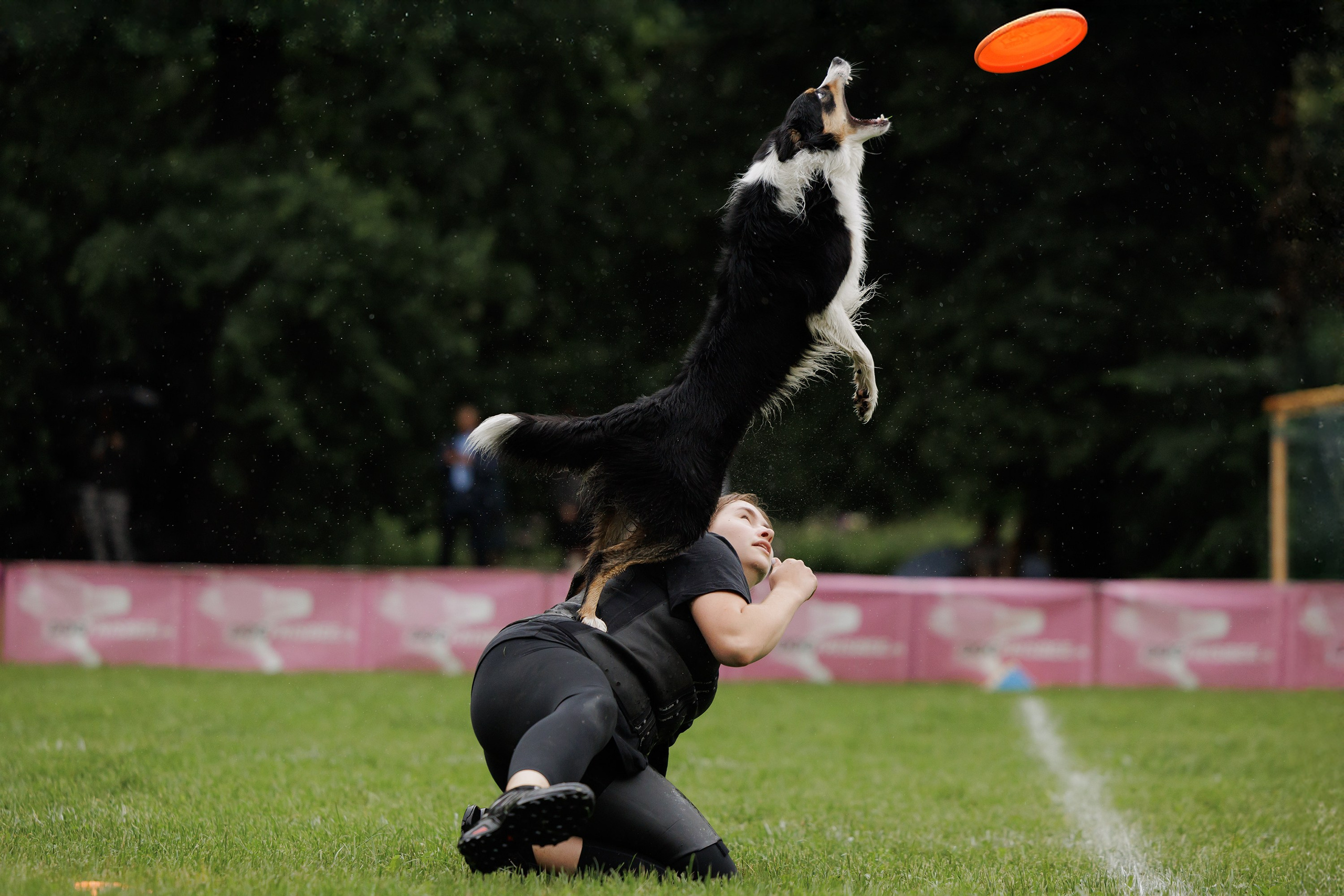 Latające psy, Wrocław'25. Kaja | fotograf psów we Wrocławiu