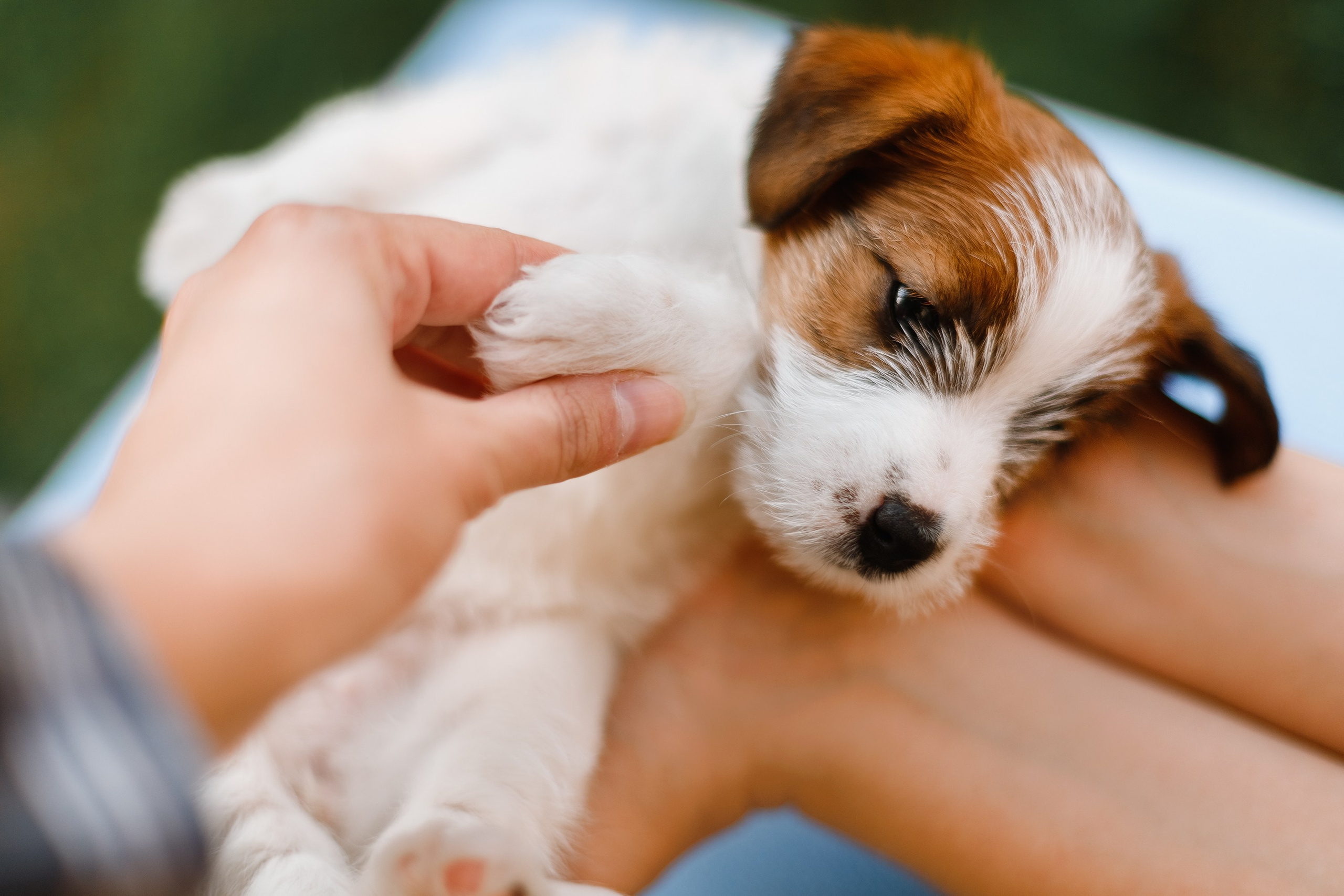 Jack russel puppies. Kaja | fotograf we Wrocławiu | ludzie i psy