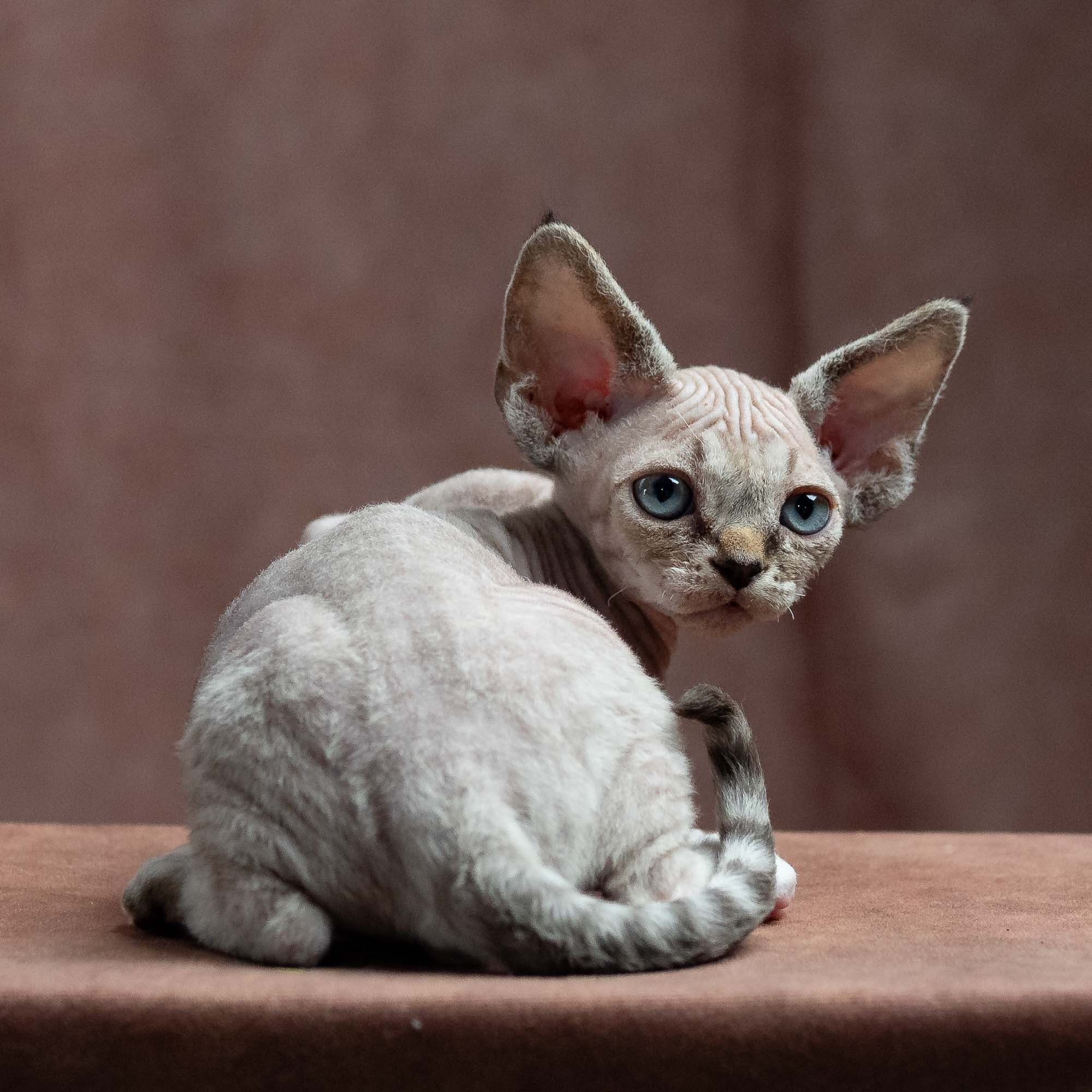 Finn,  boy, born on 01.01.25. Devon Rex Pixie Cattery