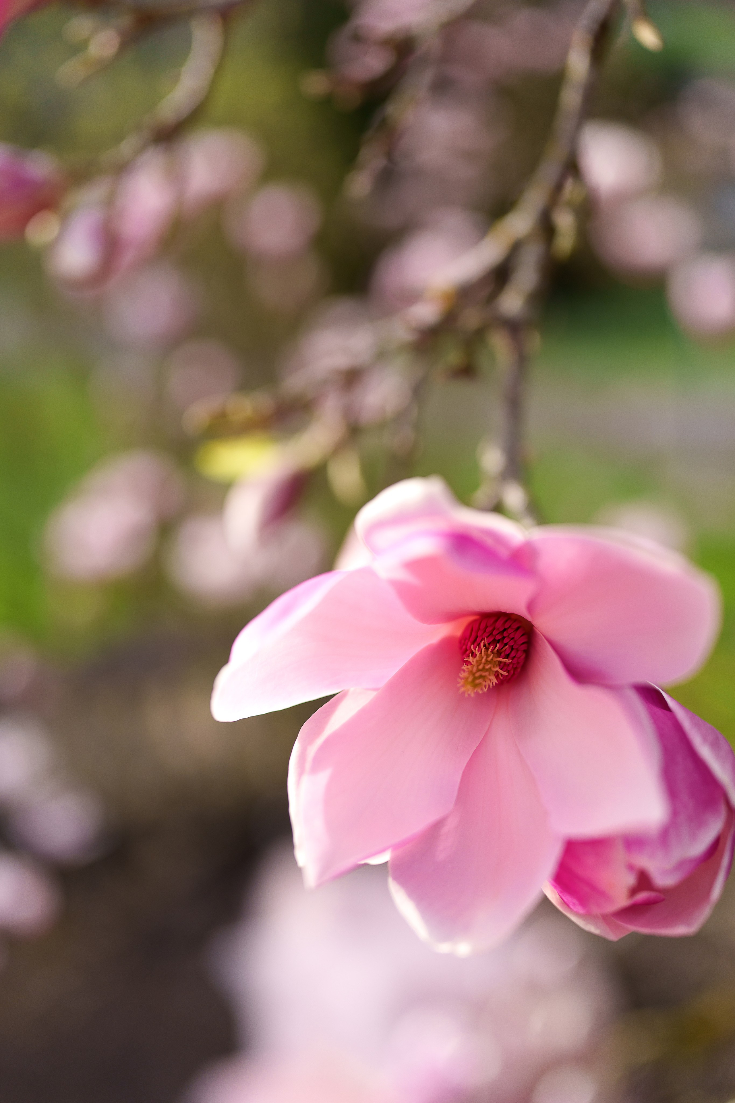 Magnolien. Familien, Lifestyle und Portrait Fotografin in Trier, Luxembourg