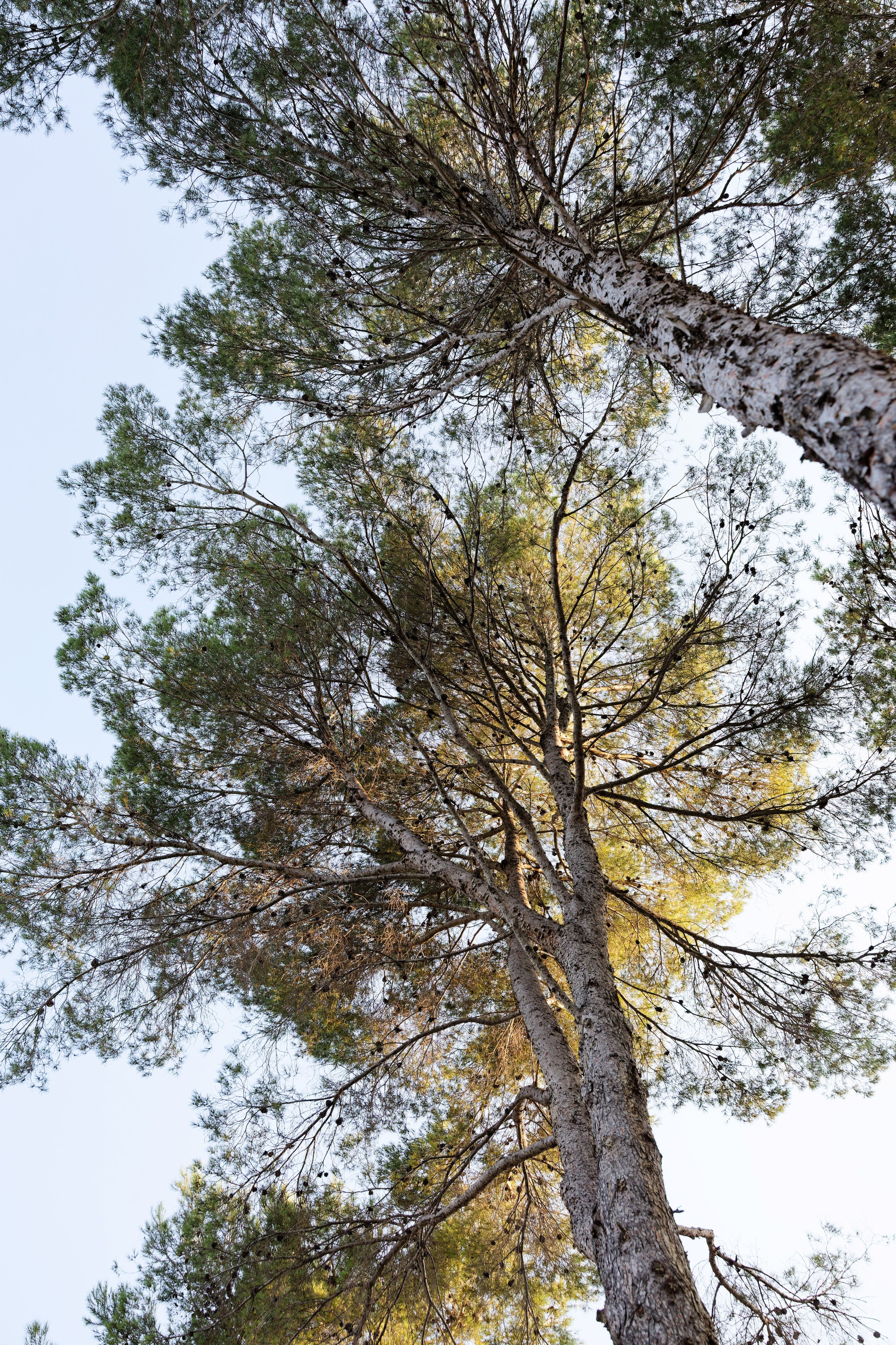 Indian wedding Haldi ceremony & Mehndi Night at Masia Nur, Sitges, Spain Preview