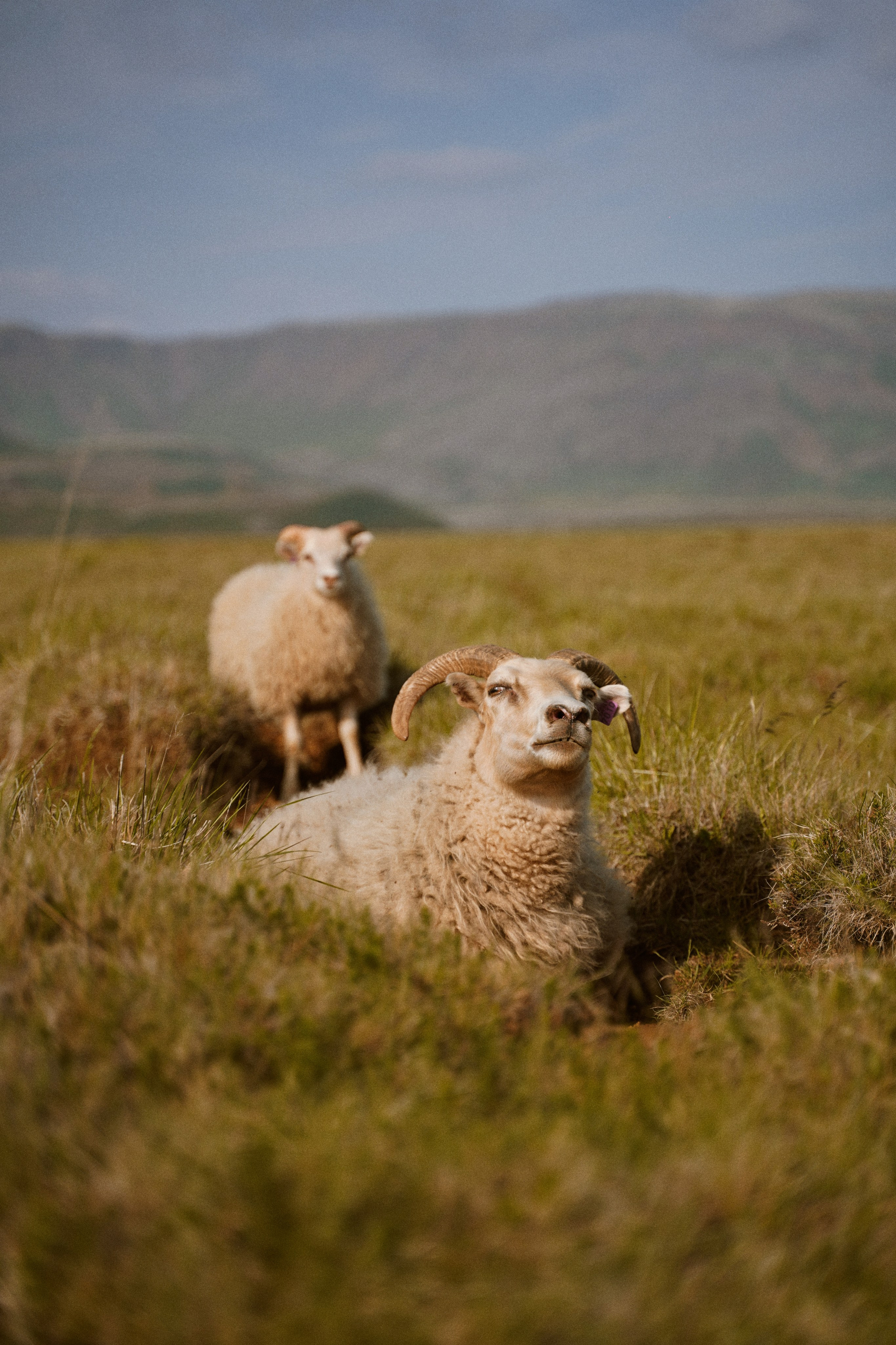 Iceland. Denshyr — Visual Artist