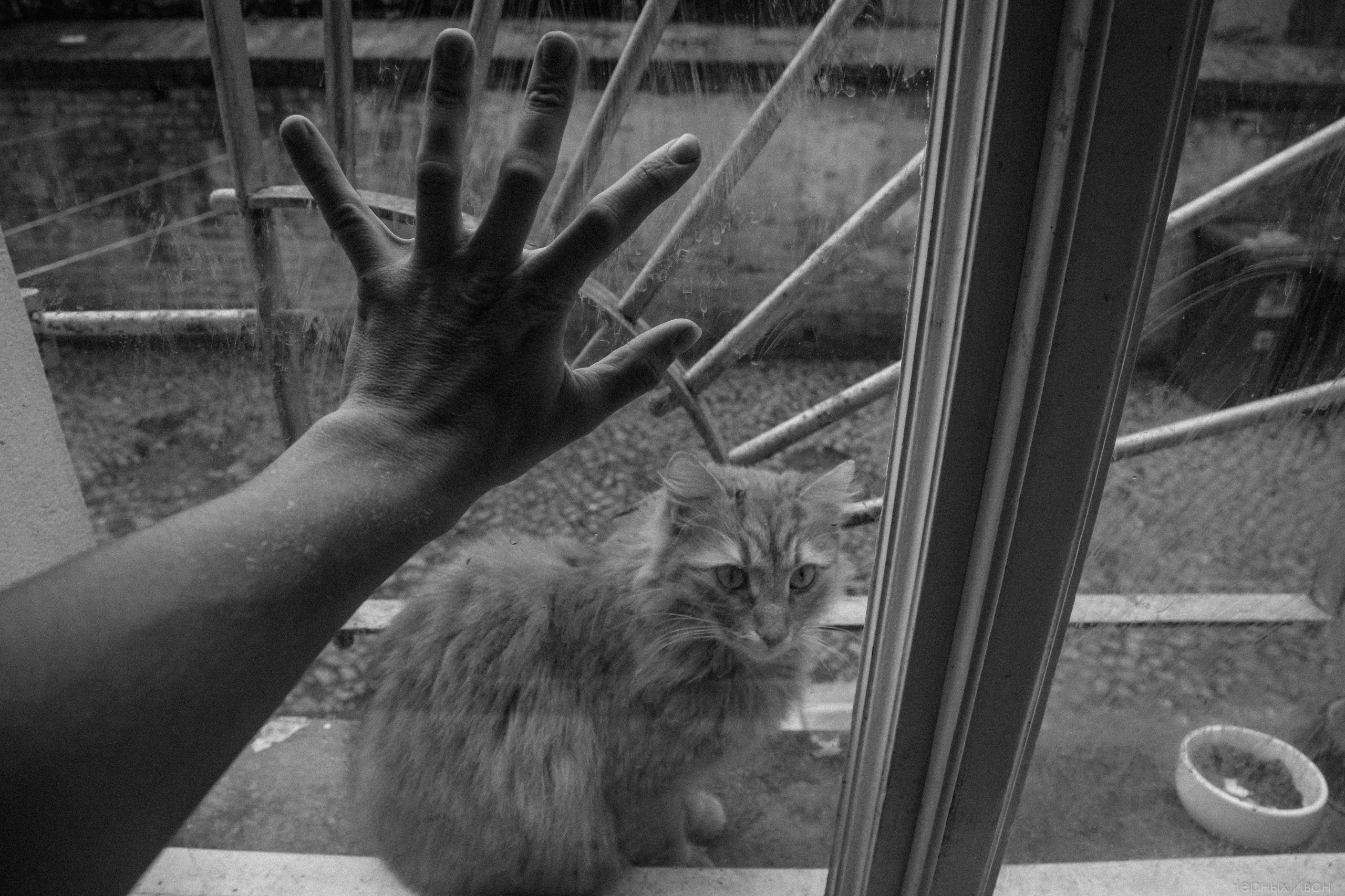 Кот шпедингера. Стрит-фотография, полная абсурда, идиотизма и красоты