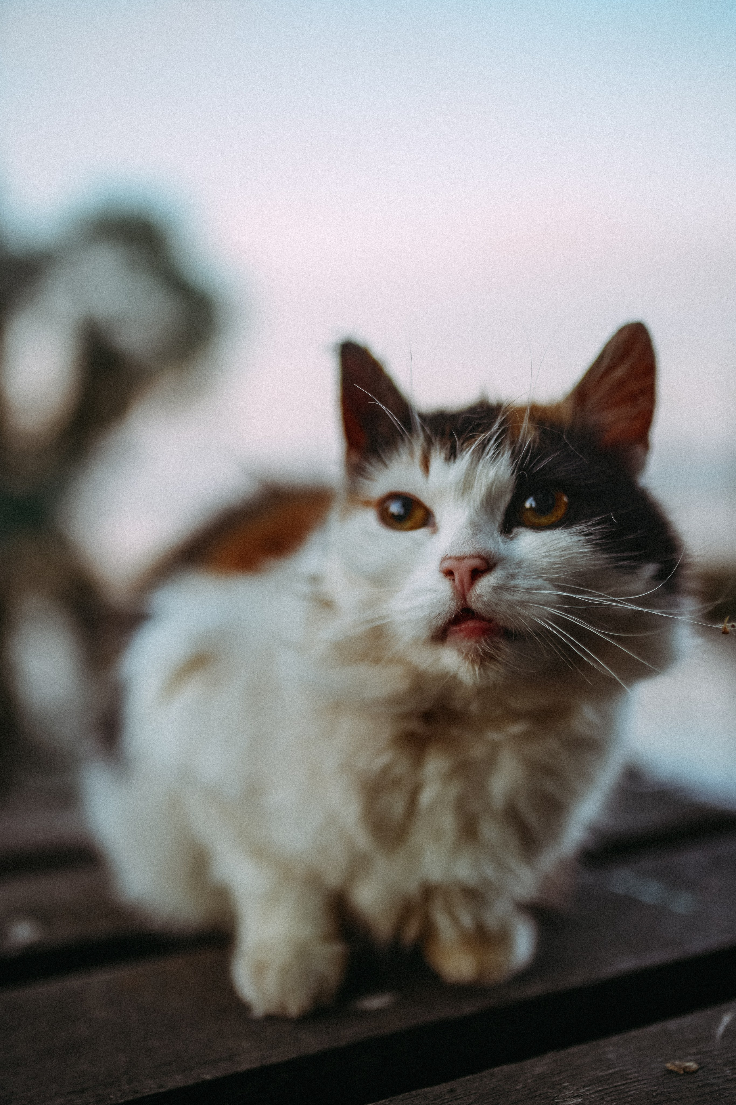 Кот шпедингера. Стрит-фотография, полная абсурда, идиотизма и красоты