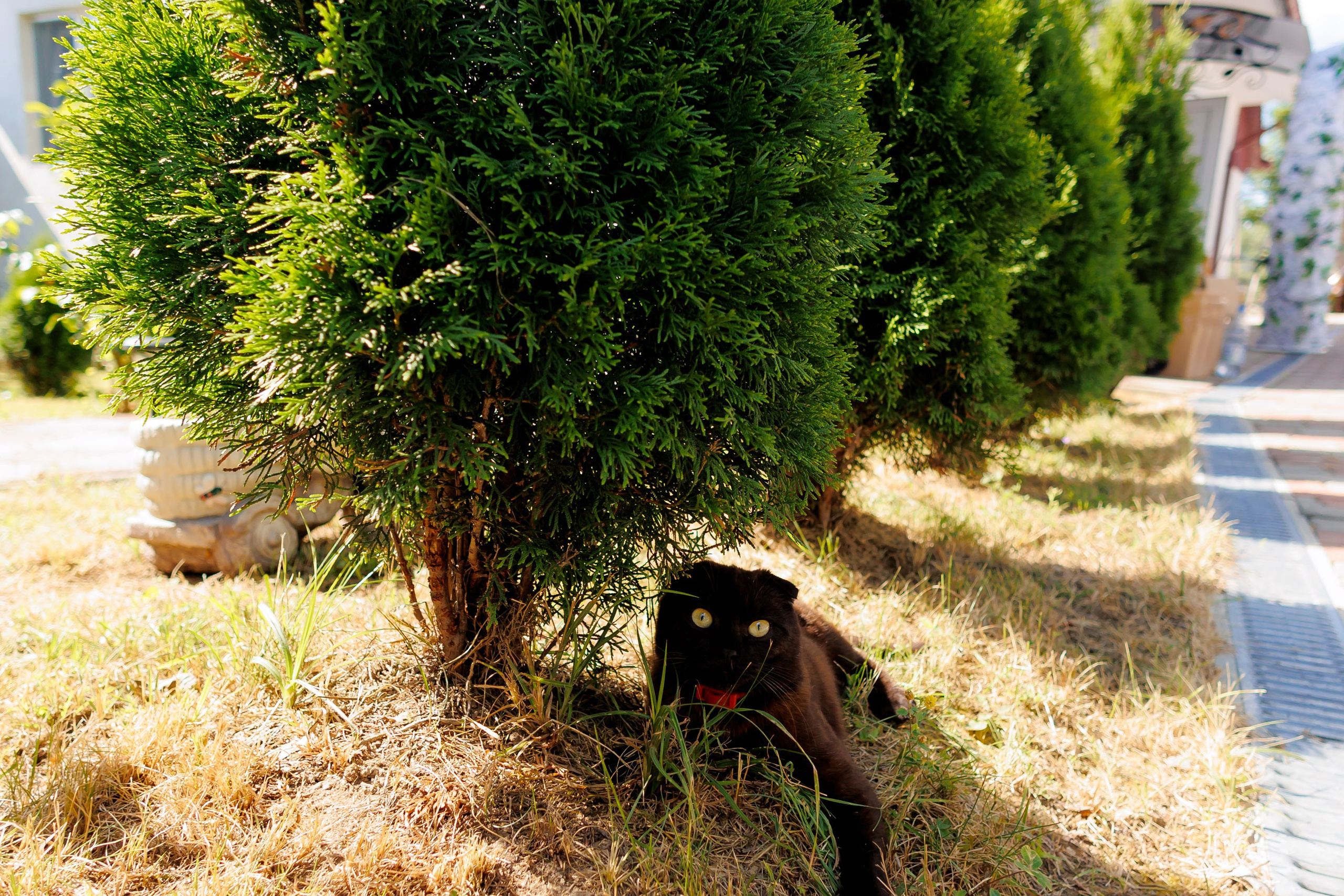 Nunta Nicoleta & Răzvan | Fotografie & Videografie Profesională. Servicii foto-video profesionale, pentru momente de neuitat