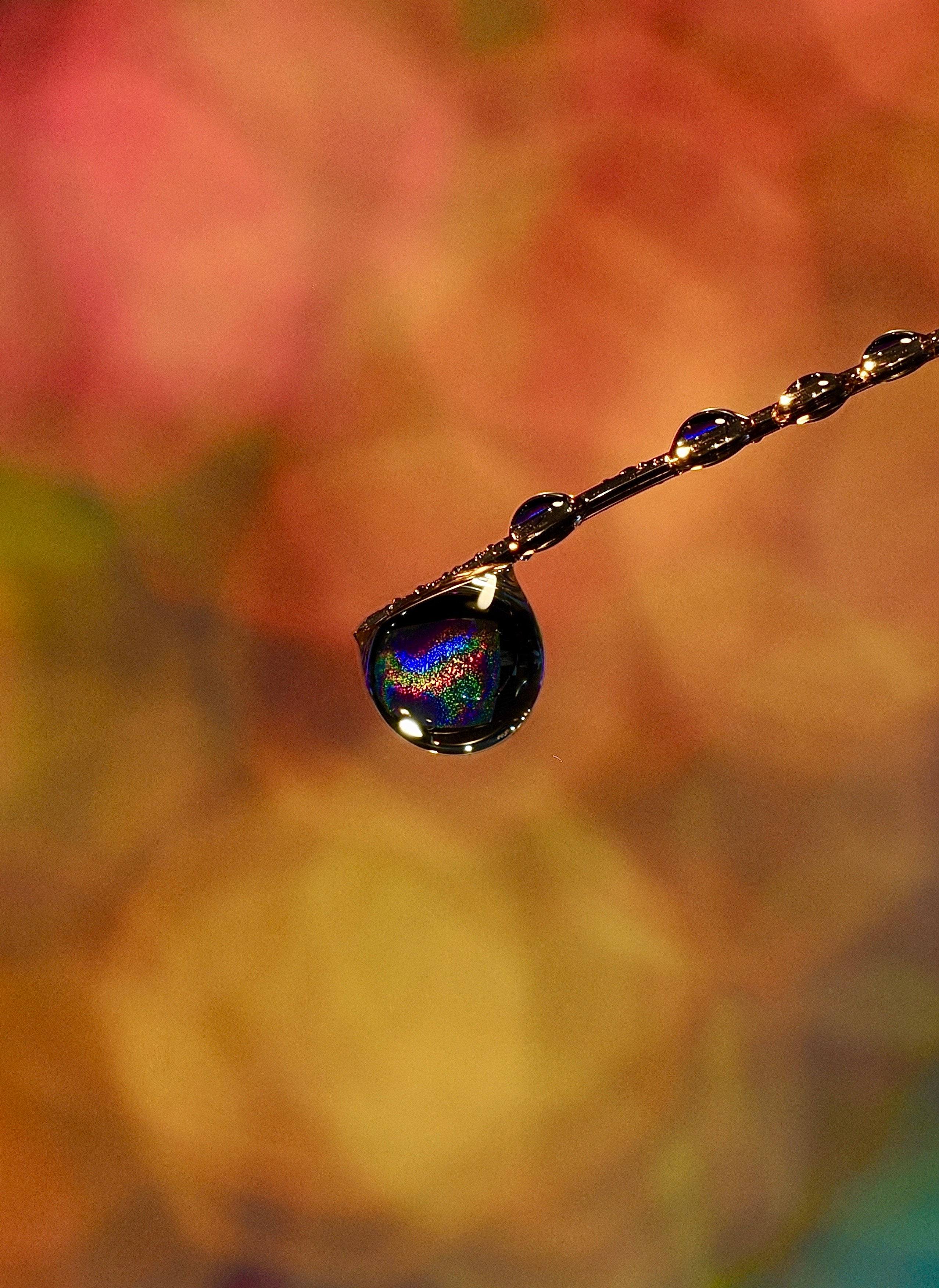 Bev bingham macro photographic artist