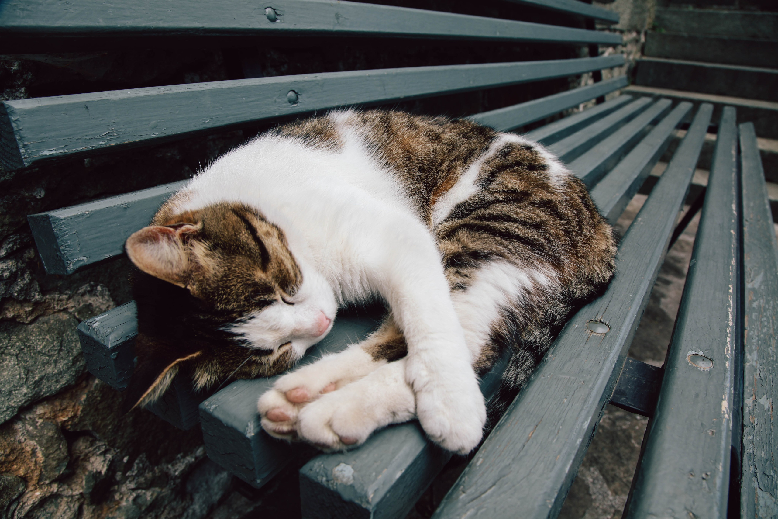 Кот шпедингера. Стрит-фотография, полная абсурда, идиотизма и красоты
