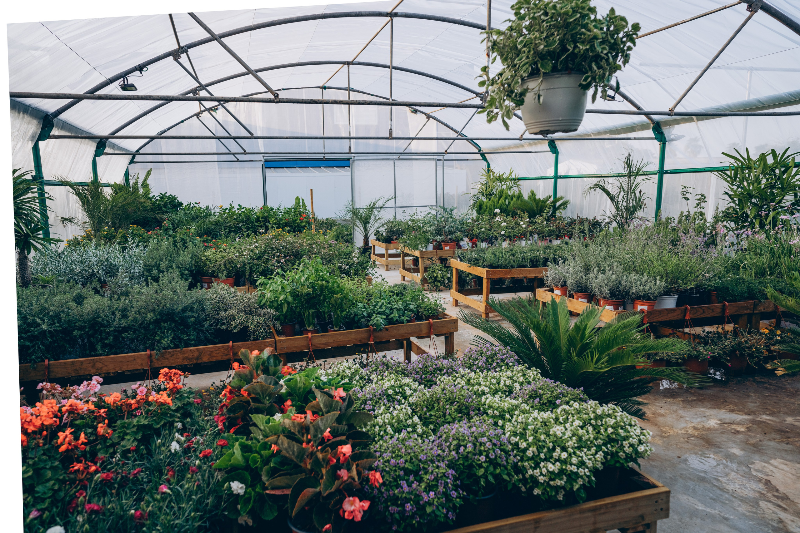 Centro Jardin. Photographer in Mallorca