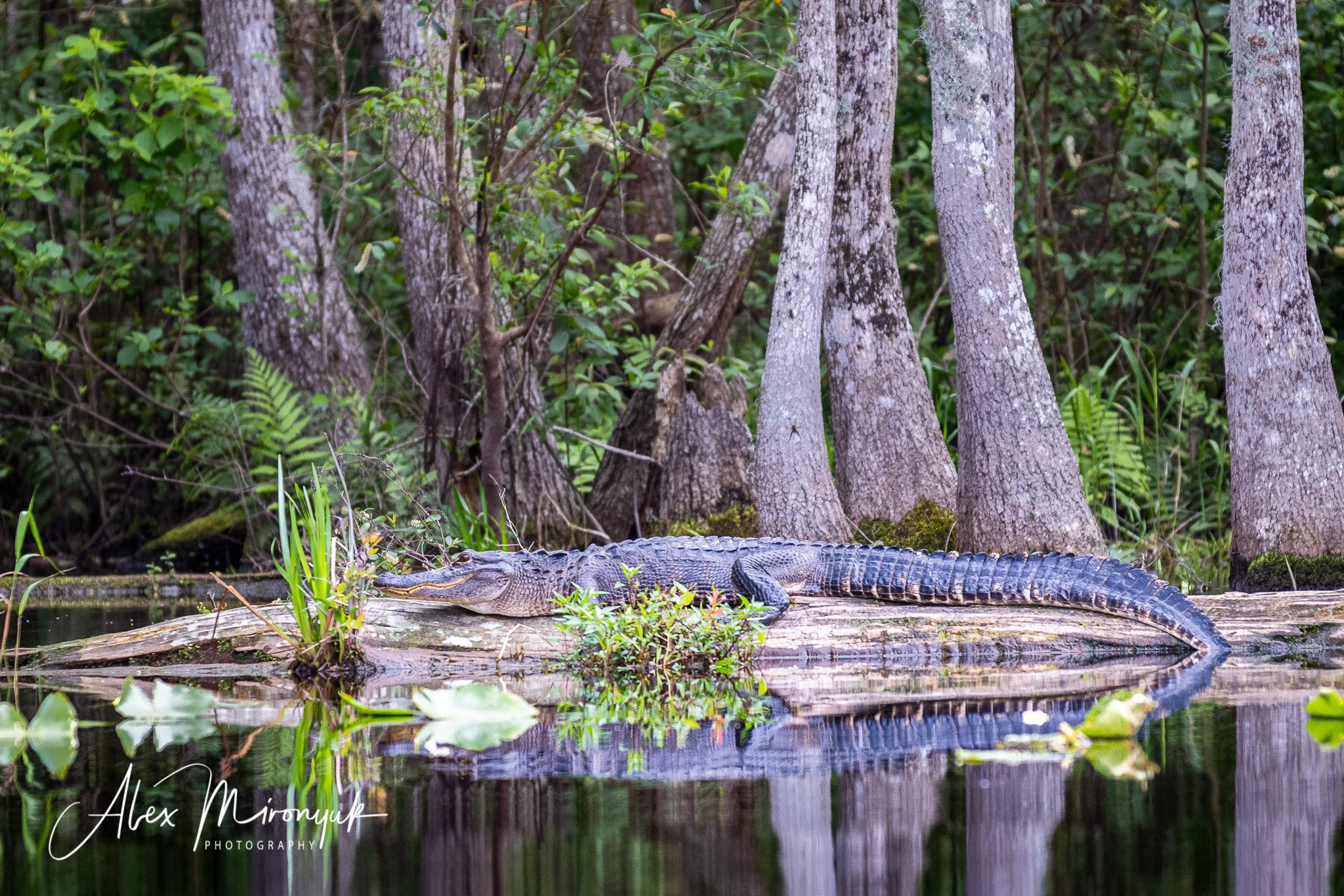 Exploring True Florida: Springs, Rivers & Manatees by Canoe. Pet, Senior, Landscape, portrait studio, photographer in Miami and Sou