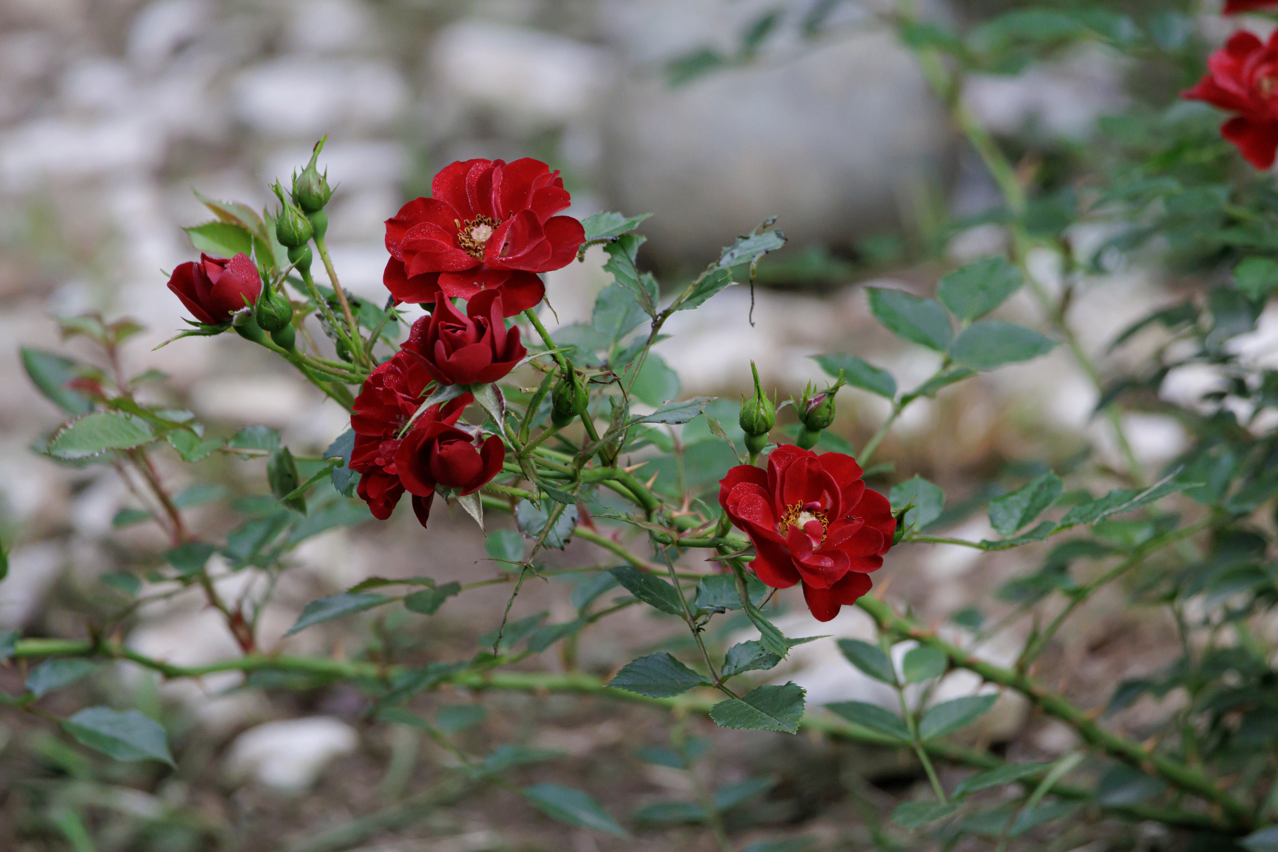 ბუნება. FramefreeMan