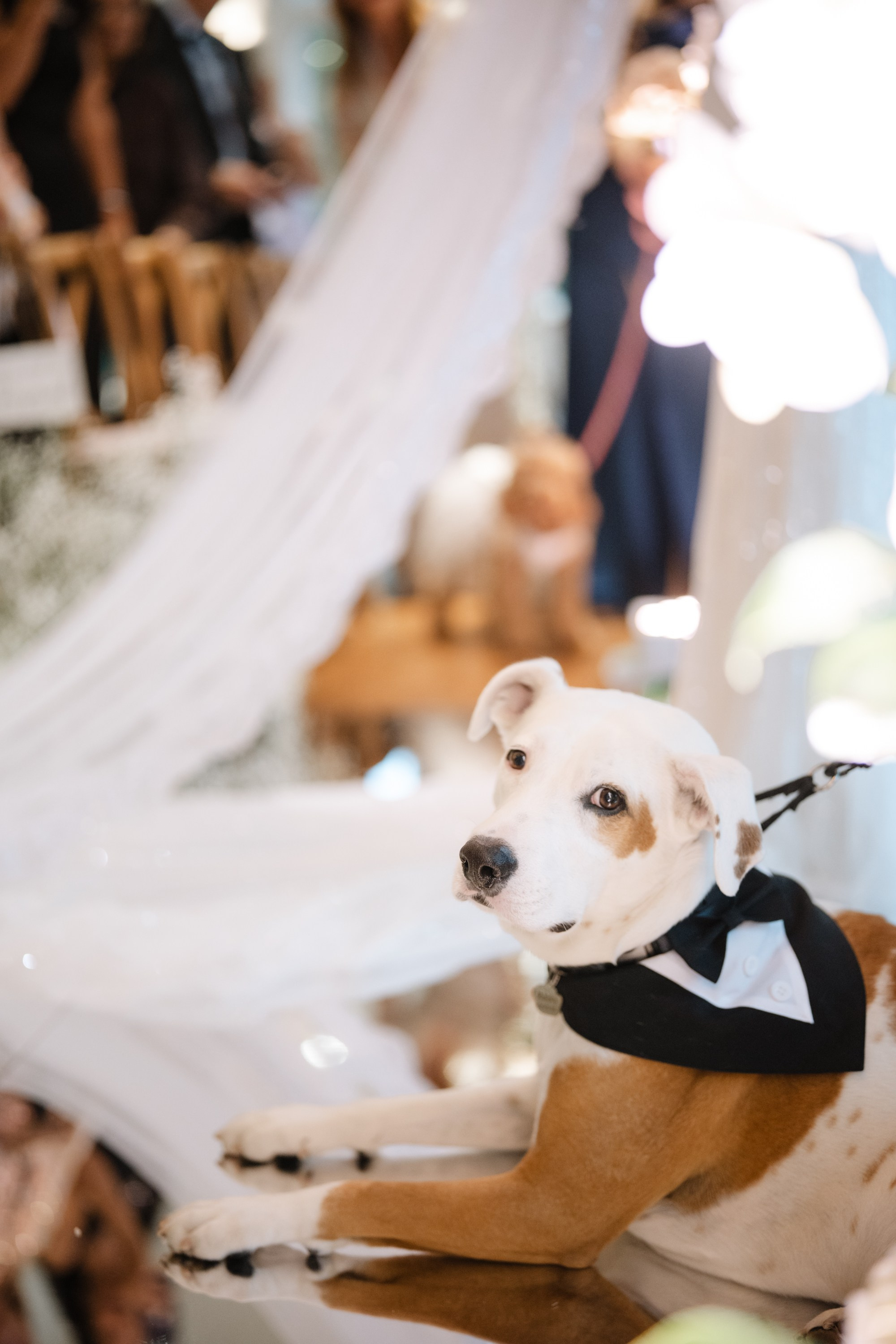 Oct 2025 — Priscilla and Keith’s wedding. Portrait and wedding photographer in New York