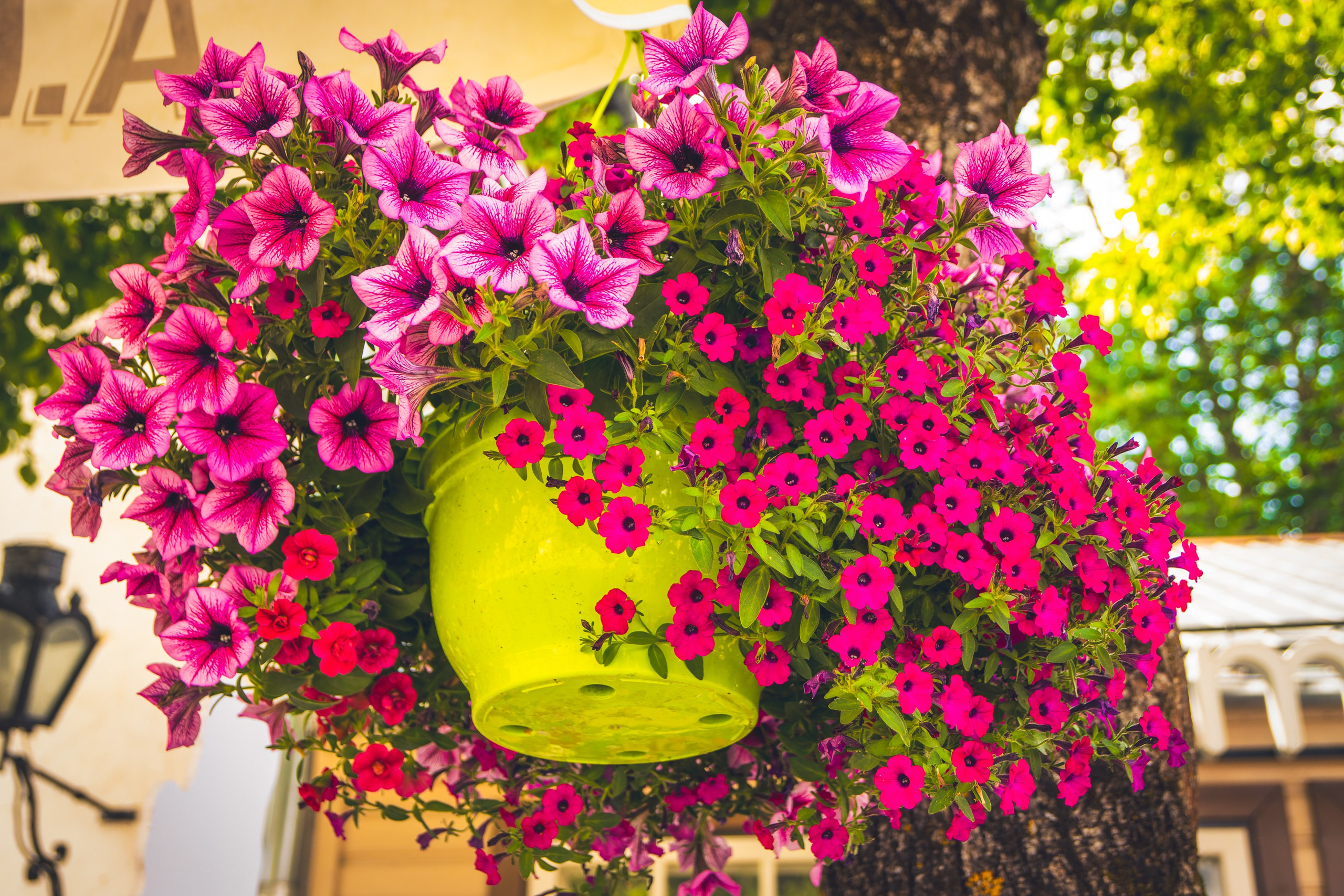 Saarema, reis. Nebula 25 — Fotod teie hingele