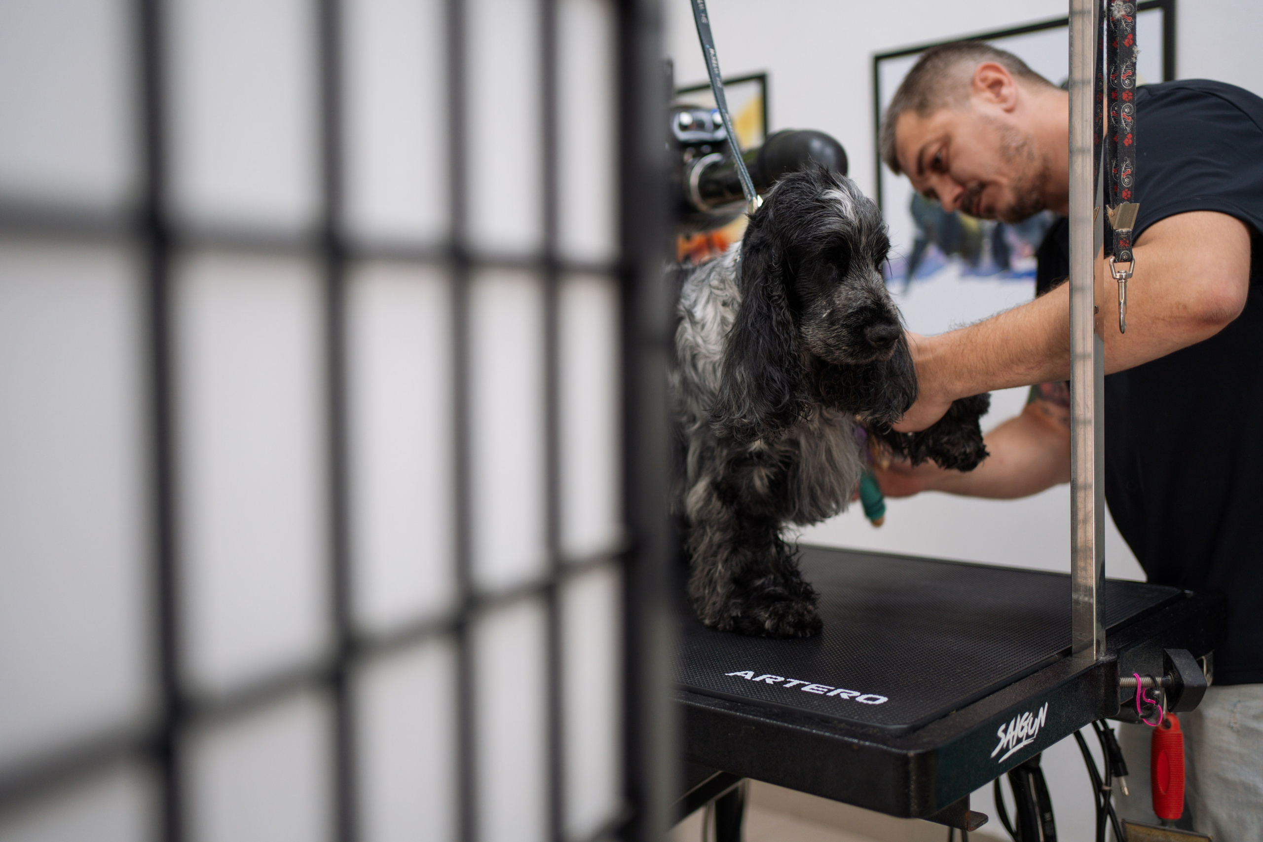 PetGroom Timisoara. Cozac Cristian Photographer