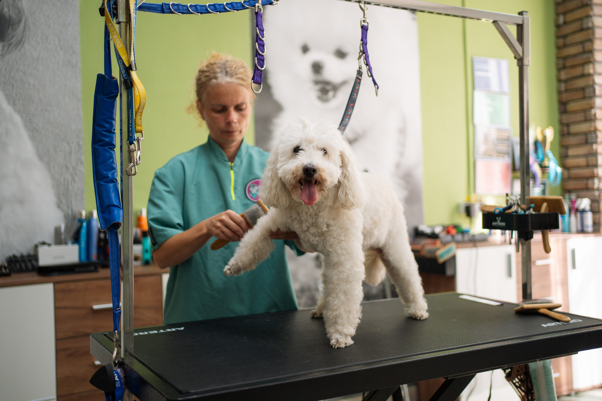 PetGroom Timisoara. Cozac Cristian Photographer
