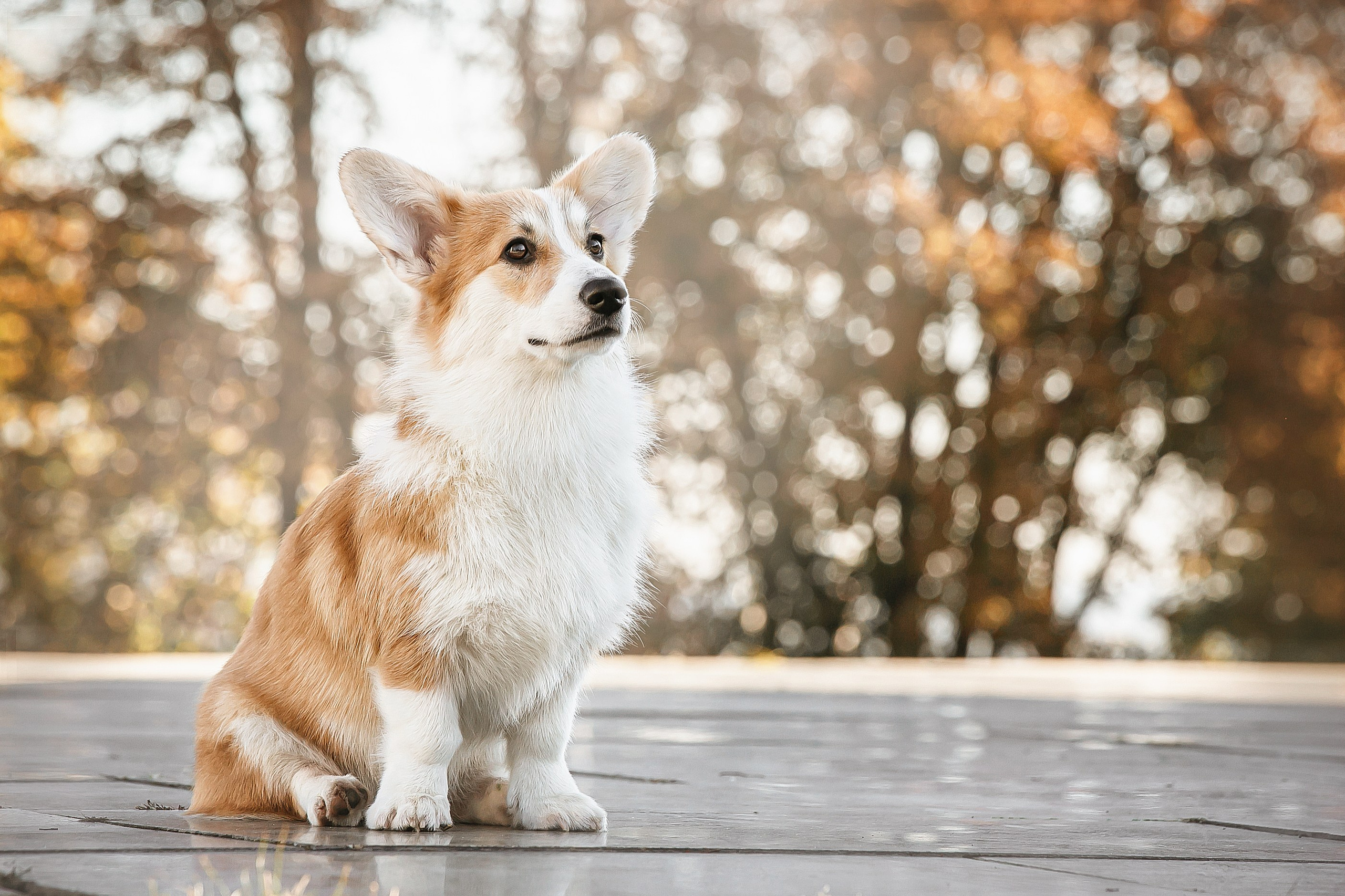 Порт анімал общ. Репортажний фотограф/анімаліст КИЇВ