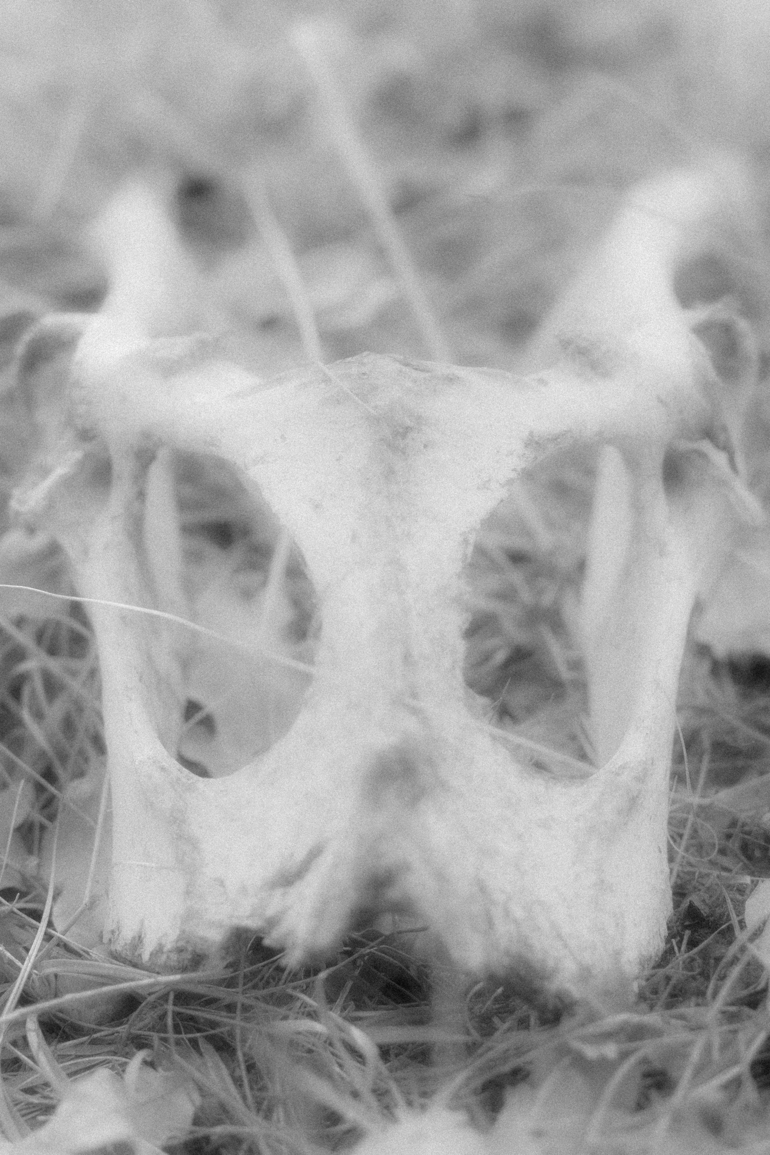 “let the wolf howl in the night”. Anna Guseva | Visual artist