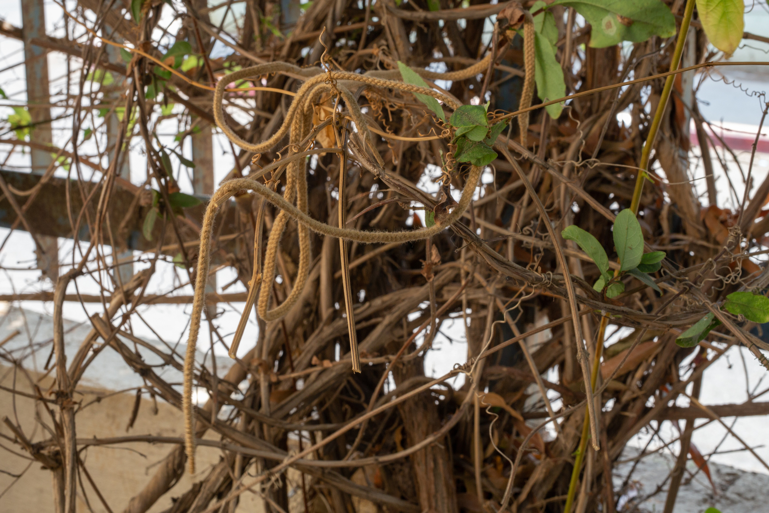 Арт-проект "Прощание/Прощение" памяти отца. Фотограф Анна Резников