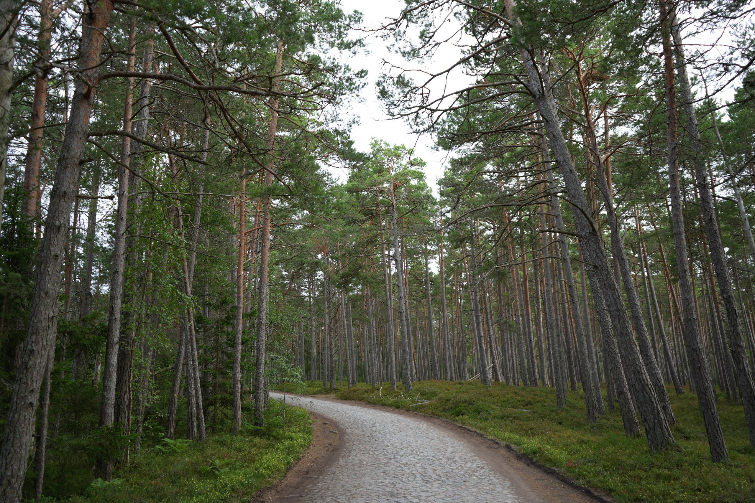 Whispers of Estonia. Photography | Videography | Marketing