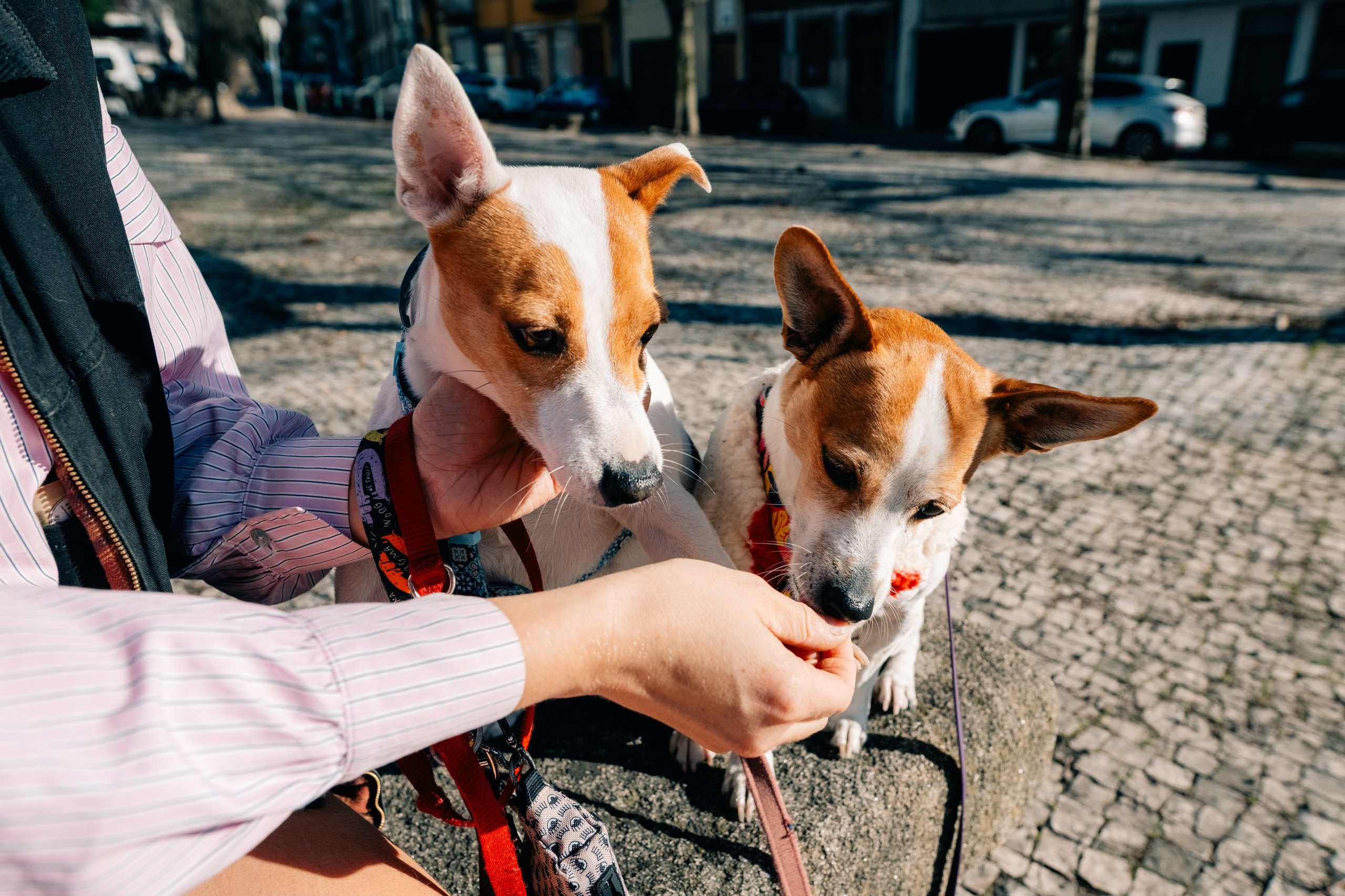 Yana & Doggos in Bonfim. Maria Sher. Professional photographer from Porto, Portugal