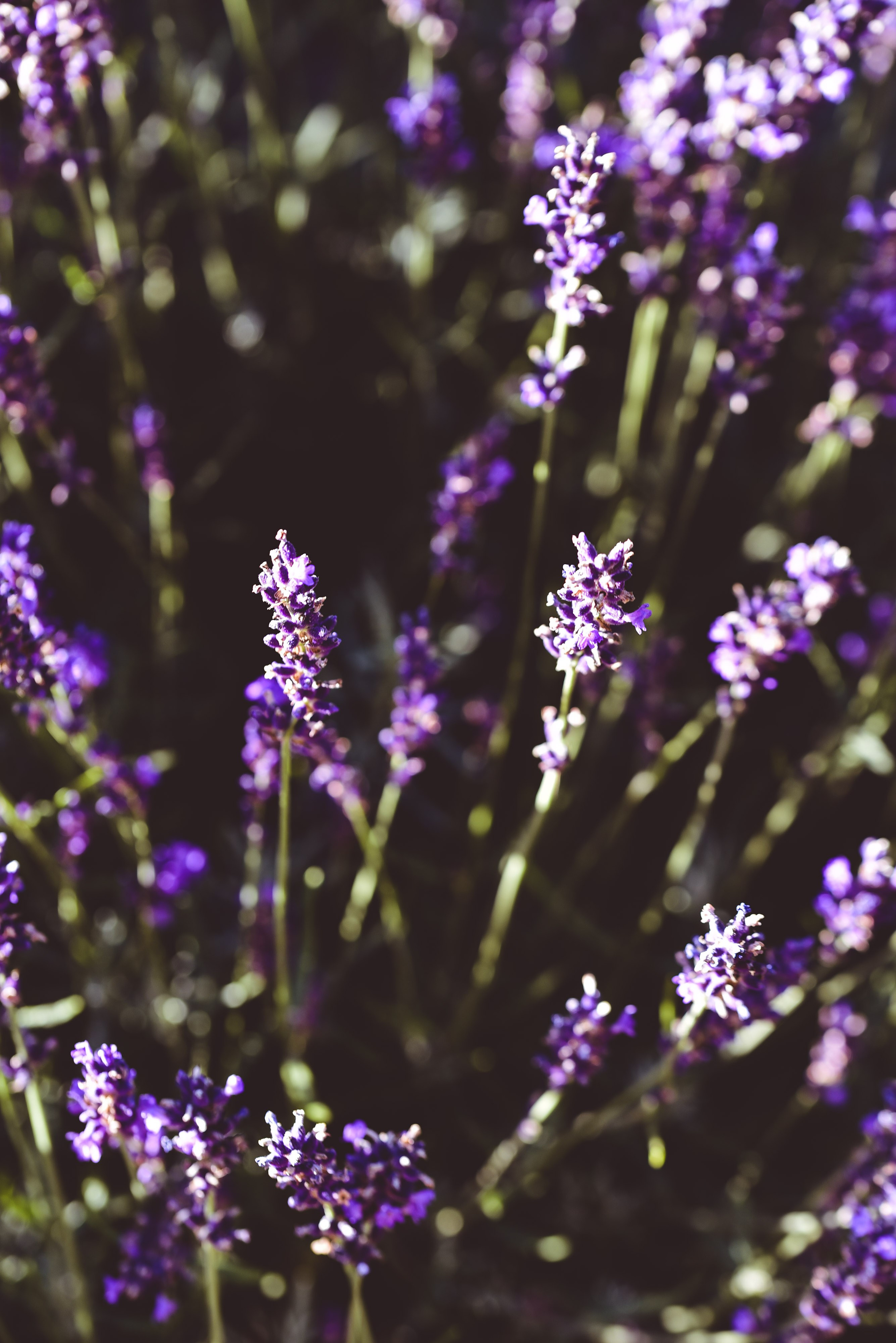Kräutergarten Wipptal. Familienfotografin aus Sterzing Elena Muehlsteiger