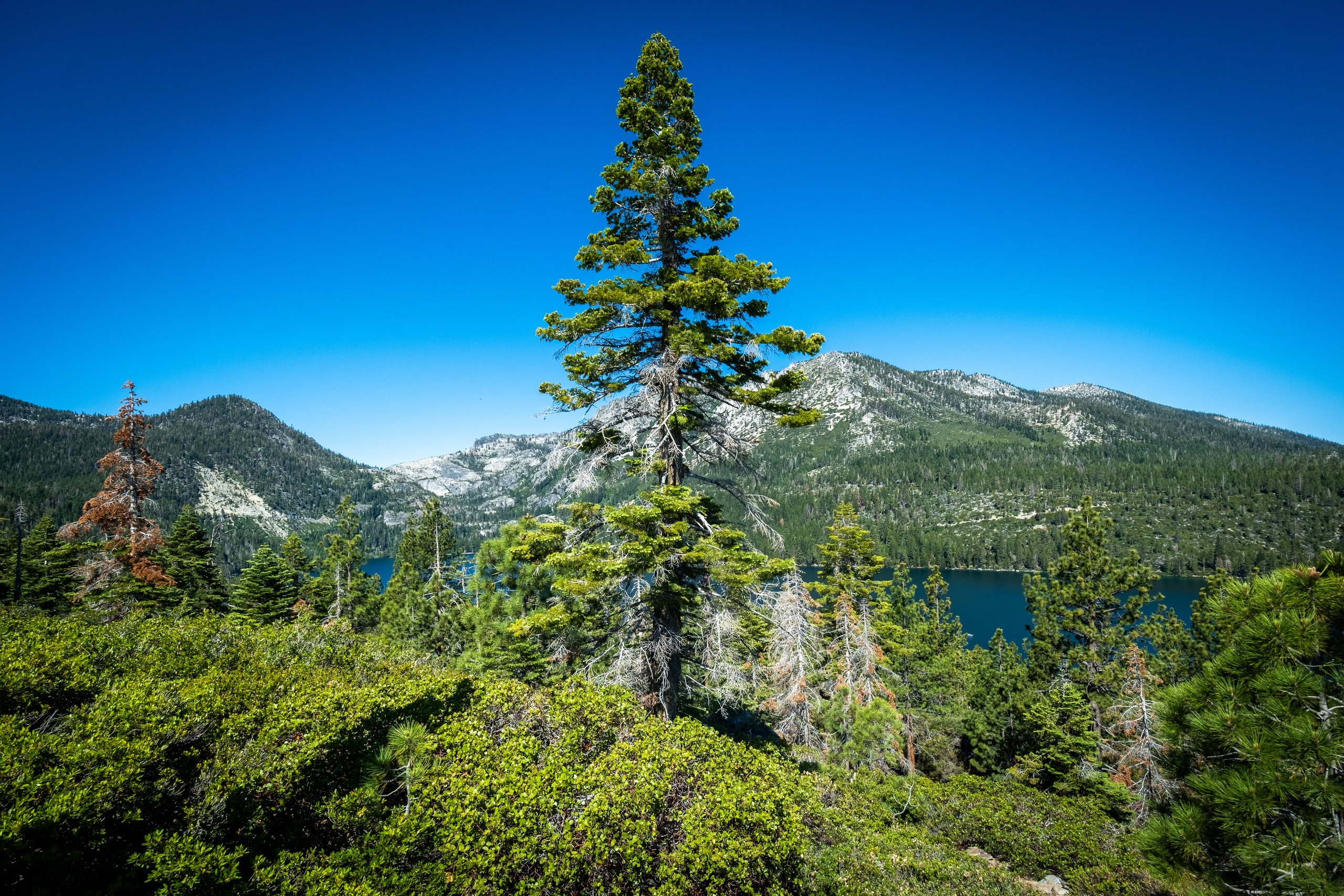 TAHOE. Reportage concert portrait photography in the San Francisco Bay Area