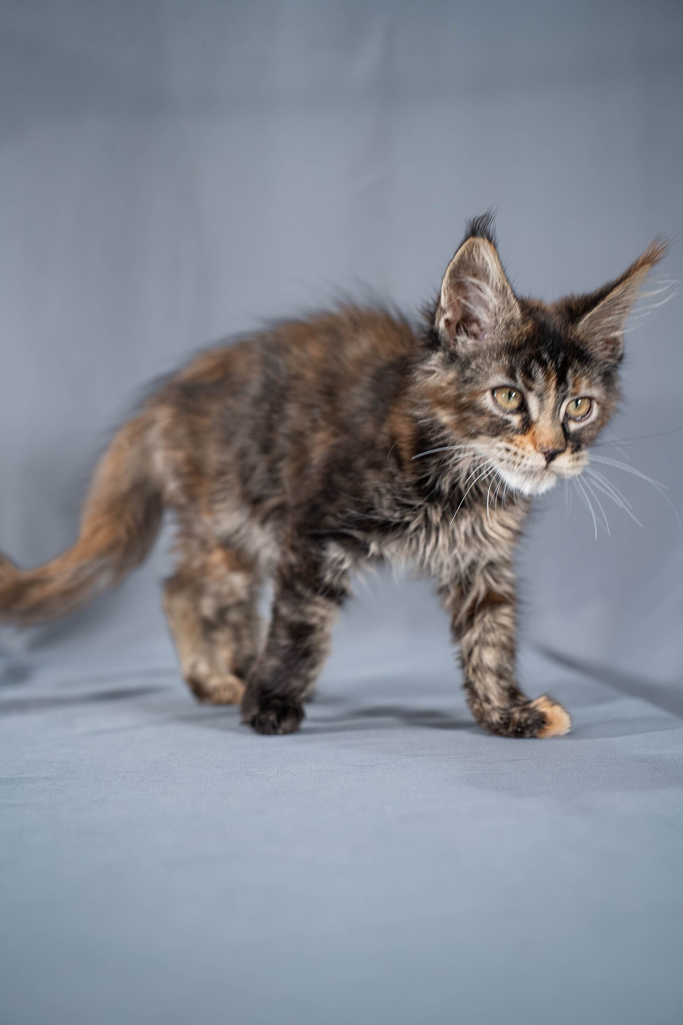 Senator Ulani. Senator Cat — Maine Coon cattery