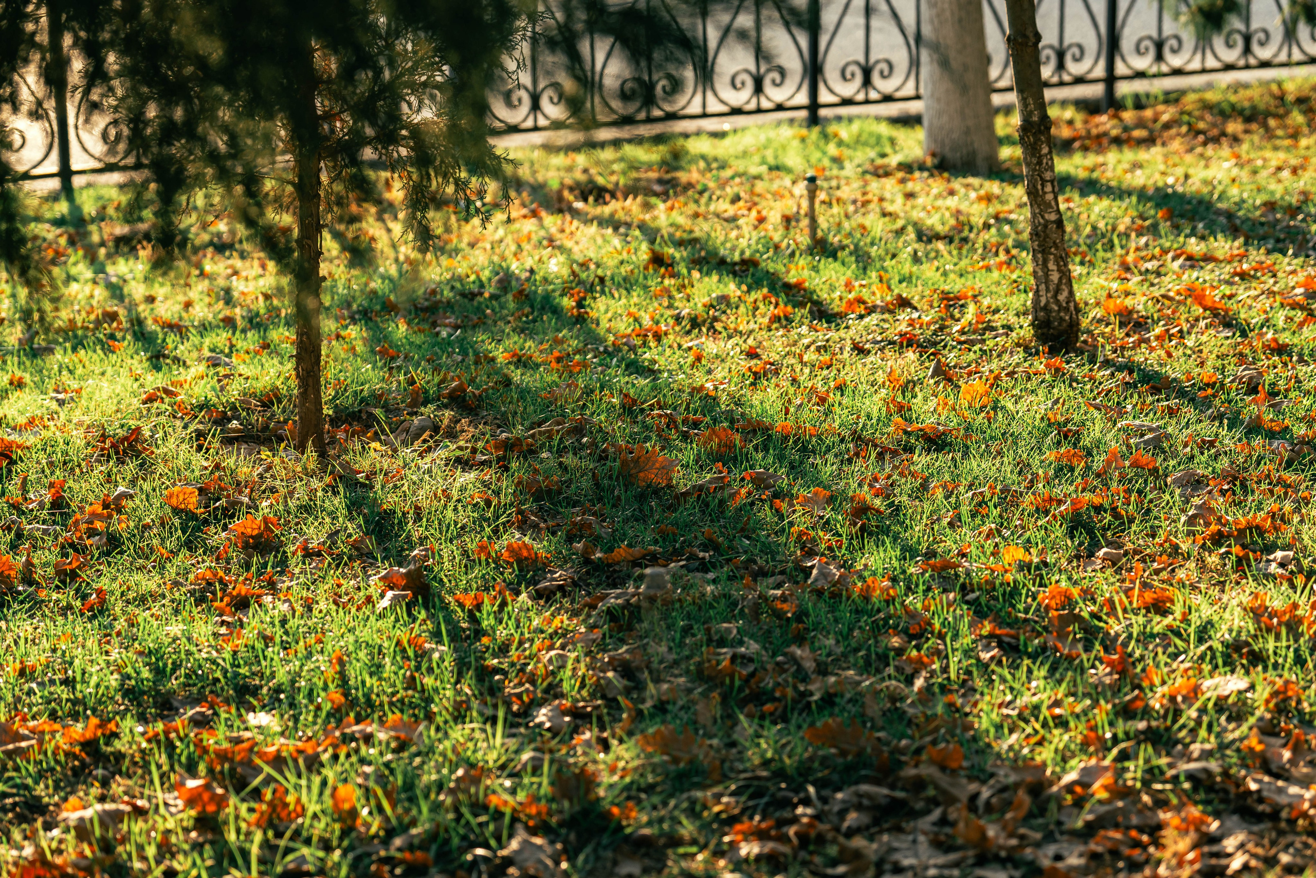 Ташкентская осень. Георгий Намазов | Фотограф в Ташкенте