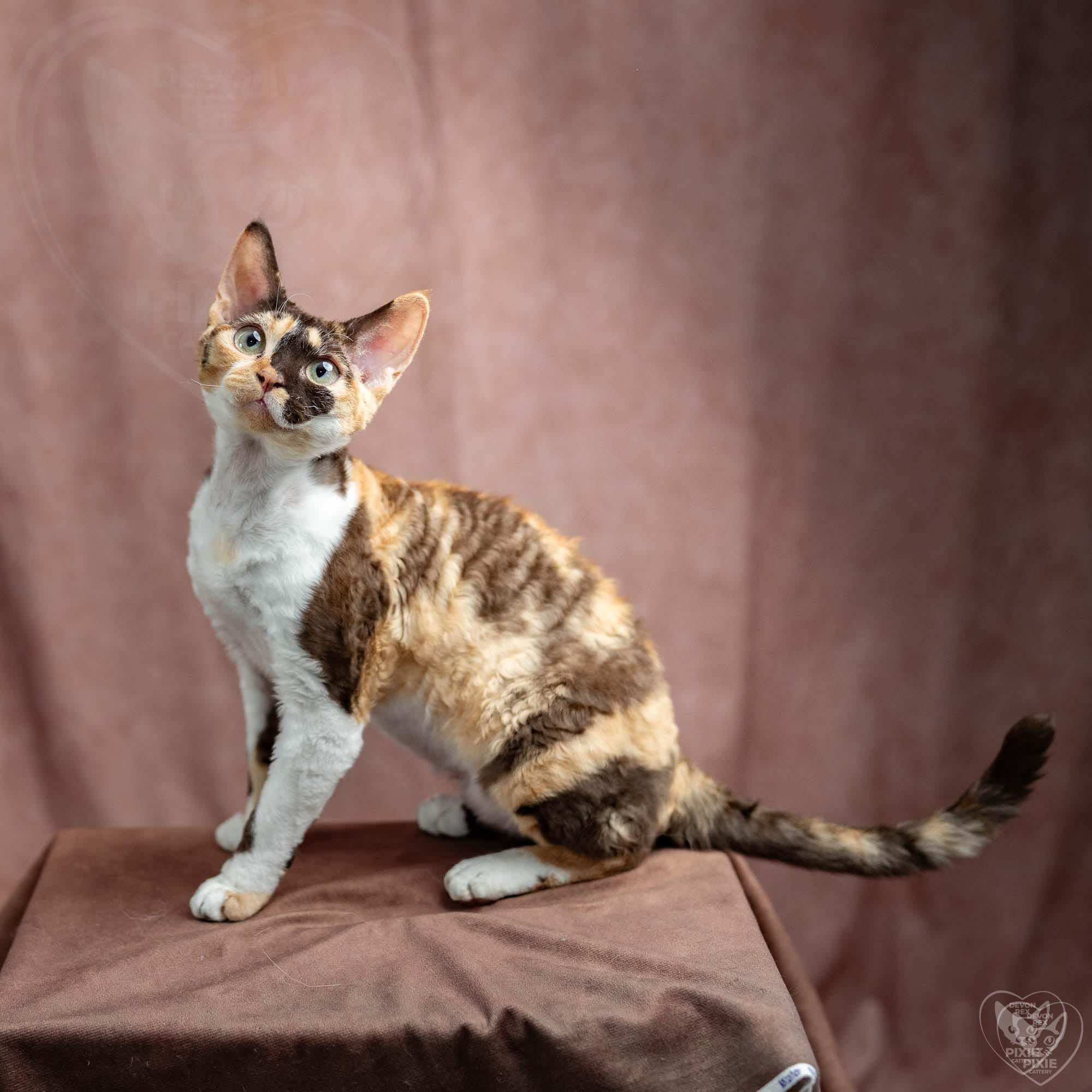 Malvina. Devon Rex Pixie Cattery