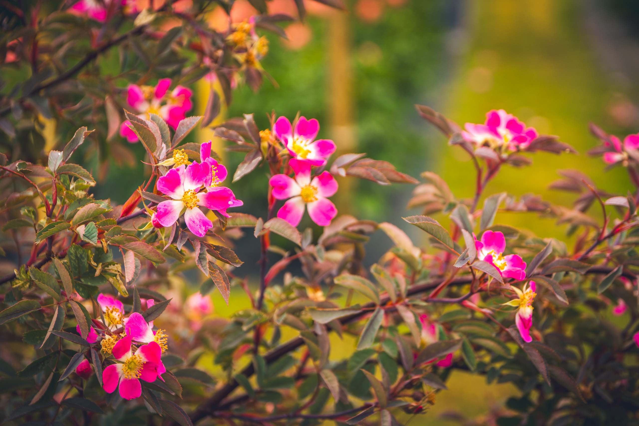 Saarema, reis. Nebula 25 — Fotod teie hingele