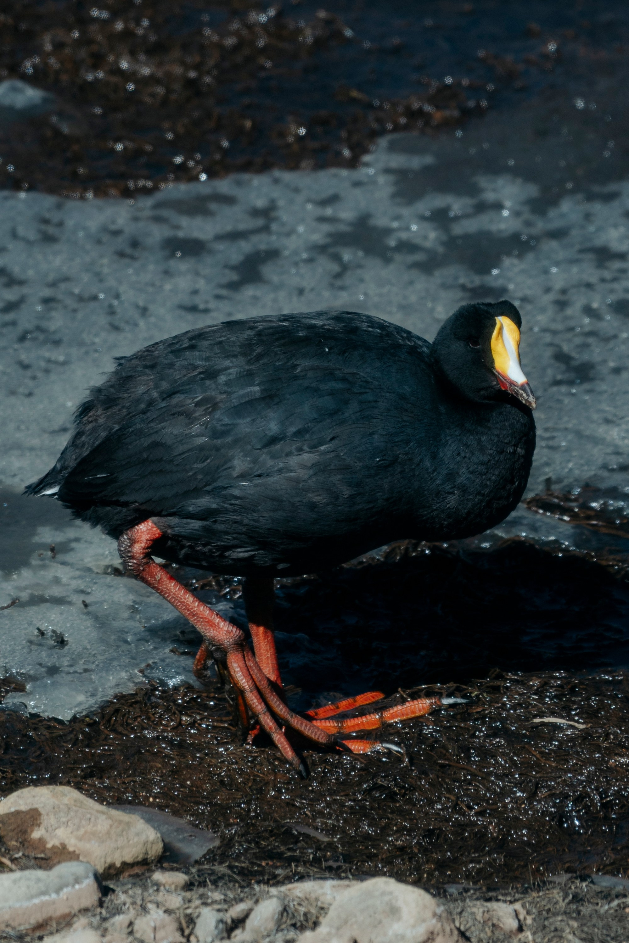 Geyser El Tatio (cobertura en tour privado). Principal