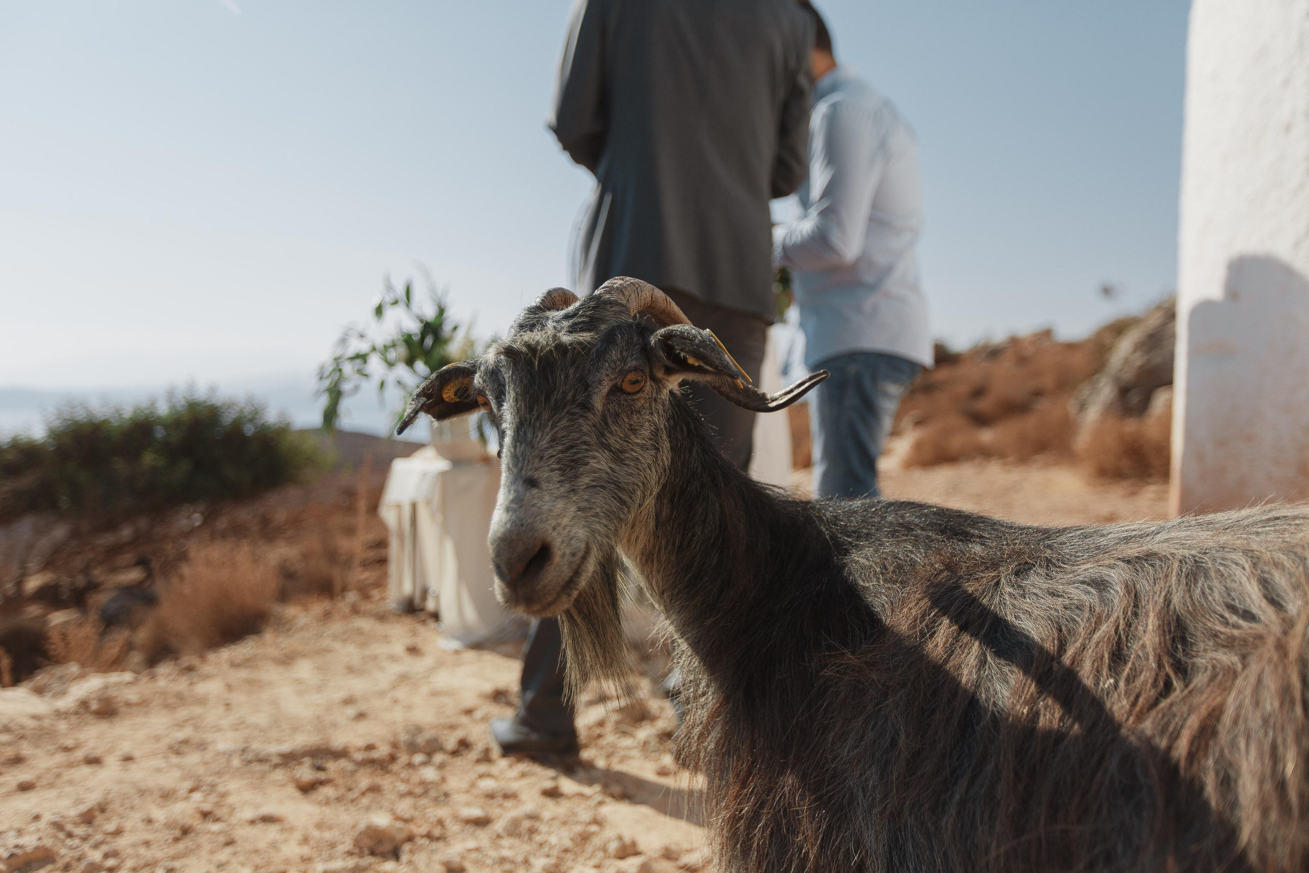 Marino & Steffi, Crete. Denny Savon — Photographer in Santorini | Weddings, Love Stories & Flying Dress