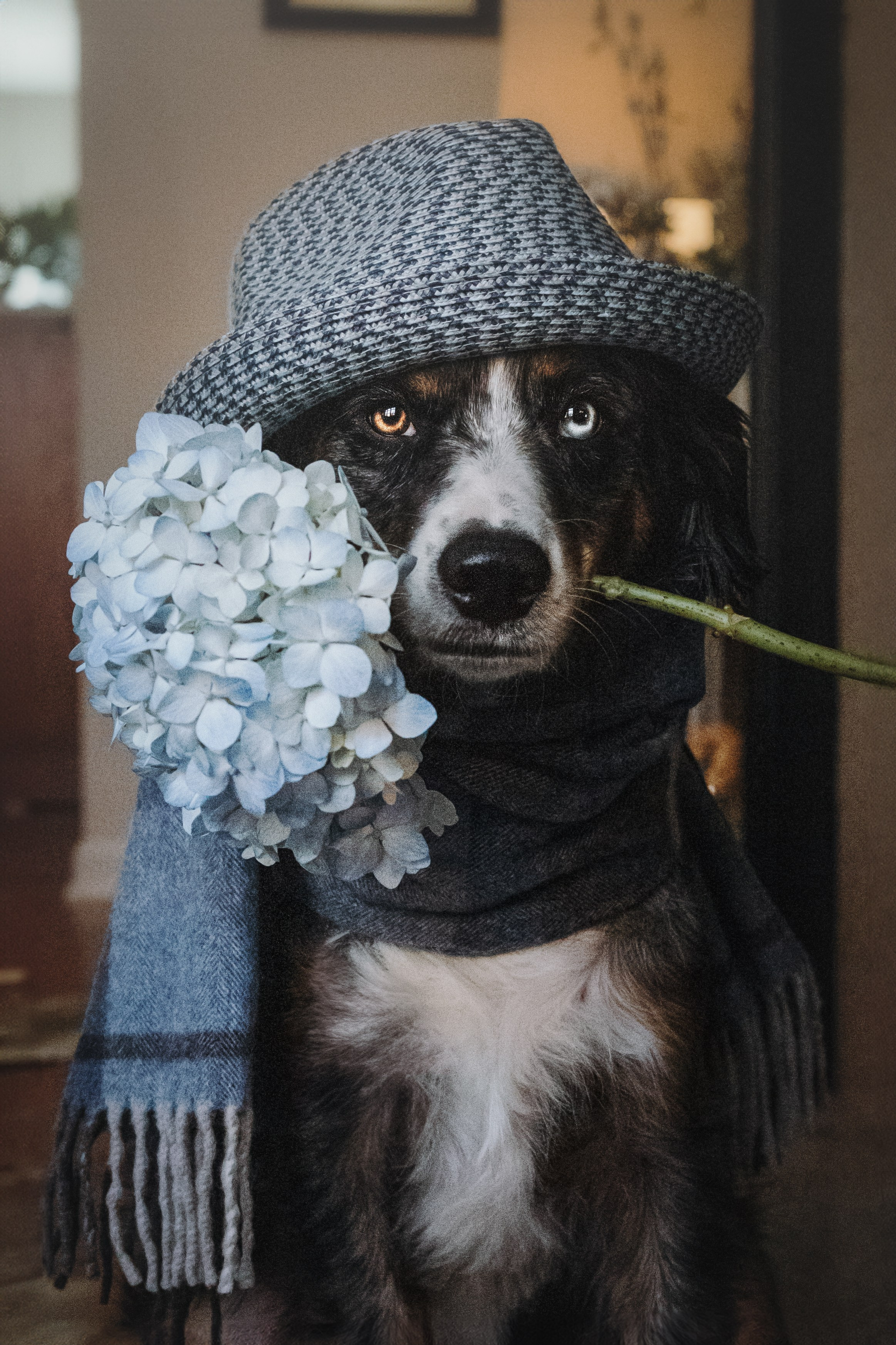 Pet Photographer Viktoriya Aleshenko