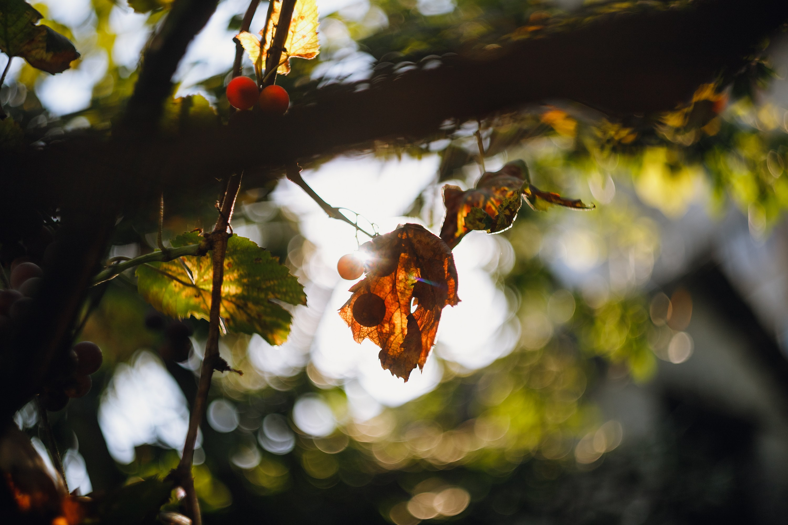 Grandmother's home in Brest. Kaja | fotograf we Wrocławiu | ludzie i psy