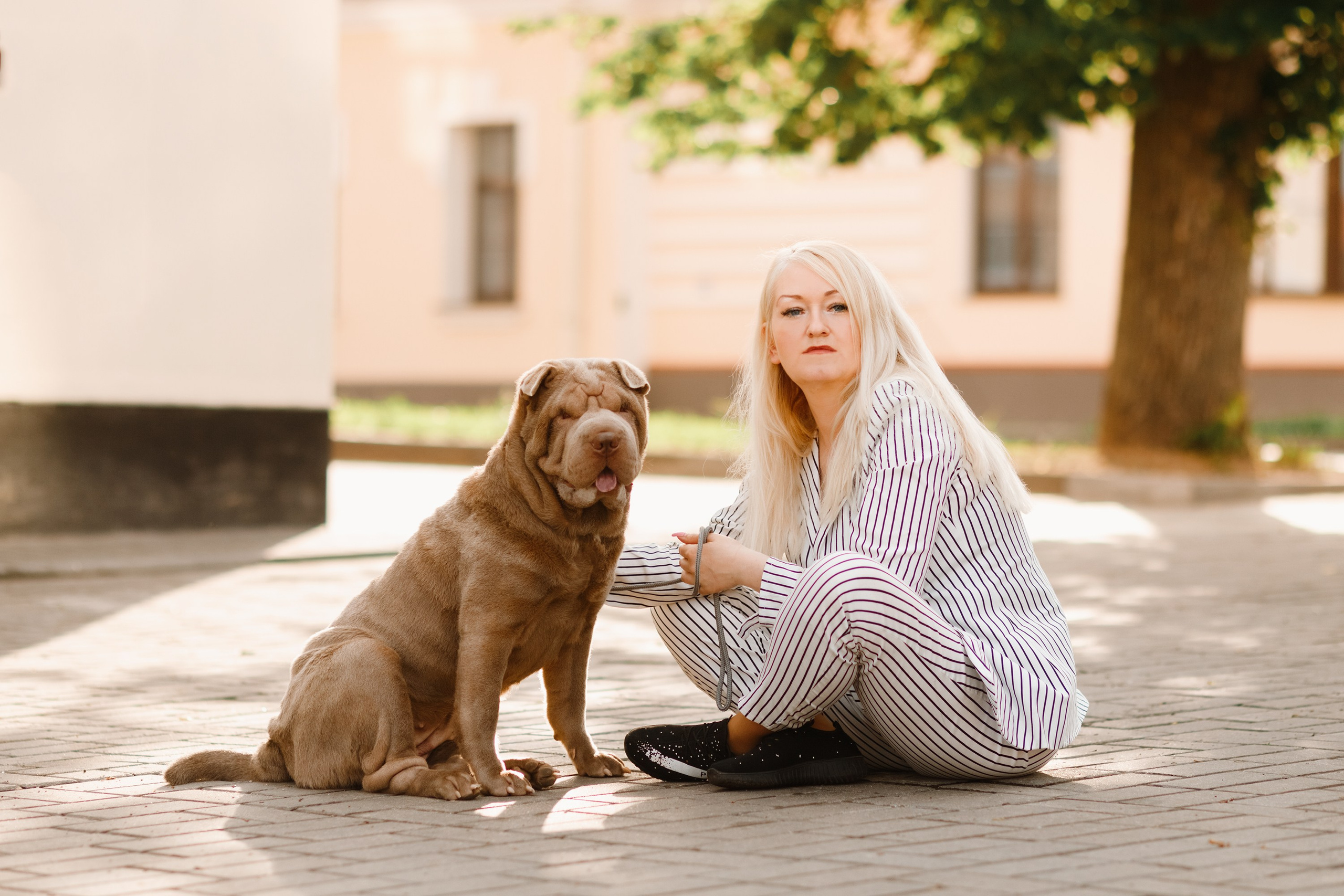 Shar pei in the city. Kaja | fotograf psów we Wrocławiu