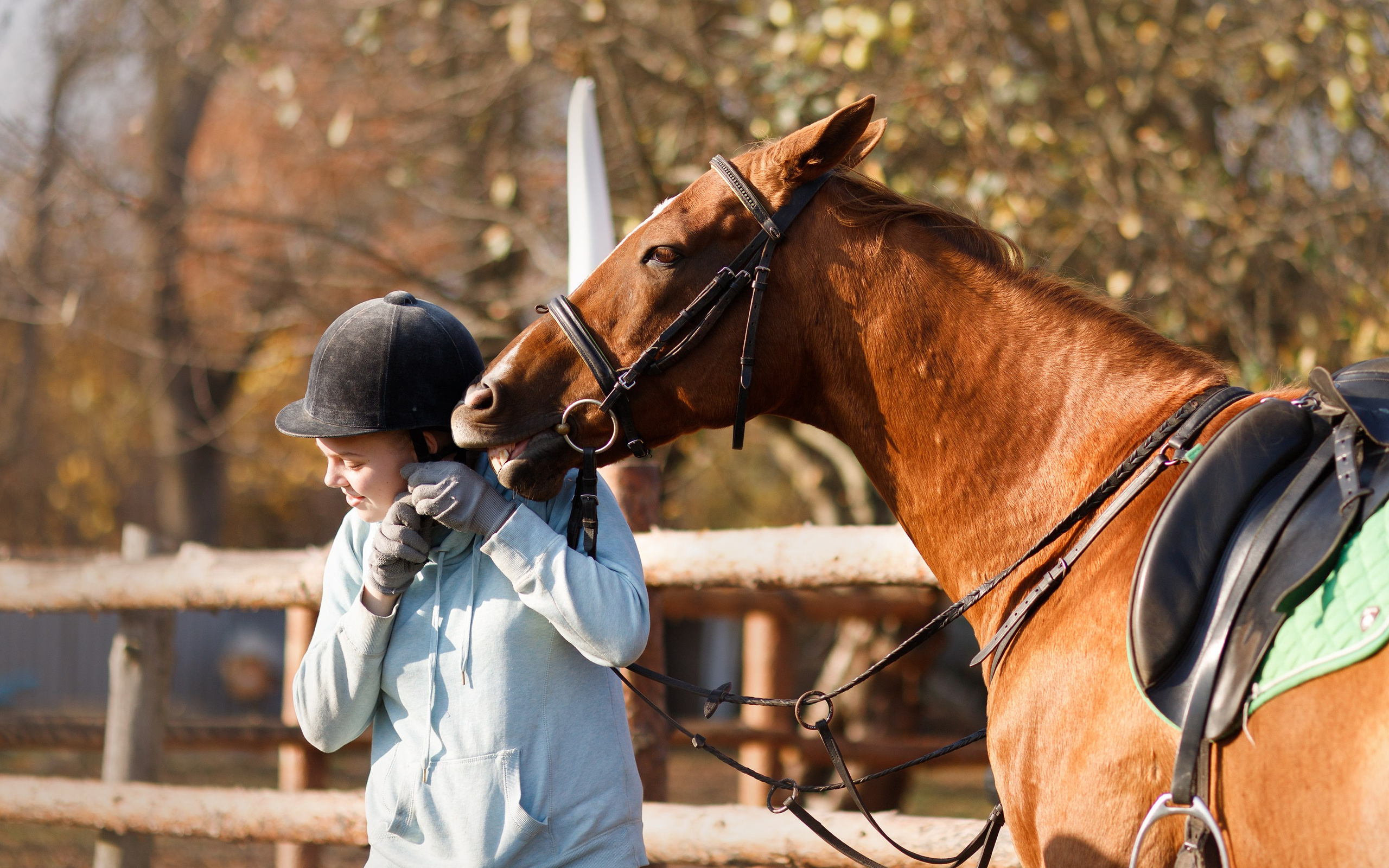 Autumn equestrian training. Kaja | fotograf psów we Wrocławiu
