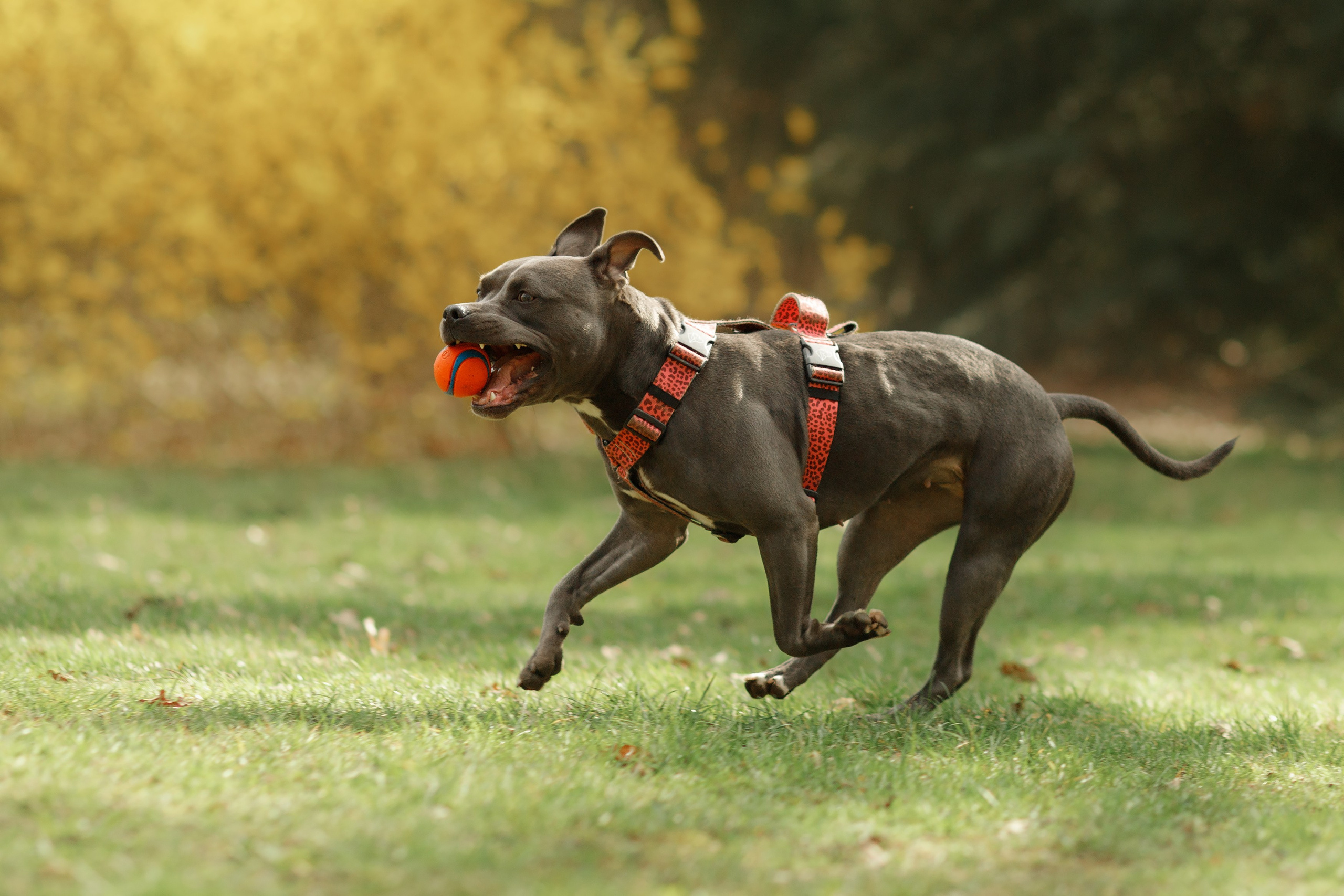 Bombka. Kaja | fotograf we Wrocławiu | ludzie i psy