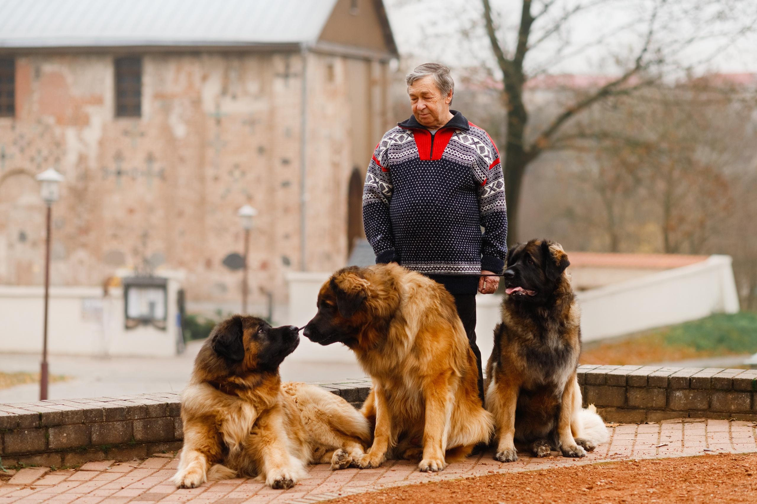 Leonbergers. Kaja | fotograf we Wrocławiu | ludzie i psy