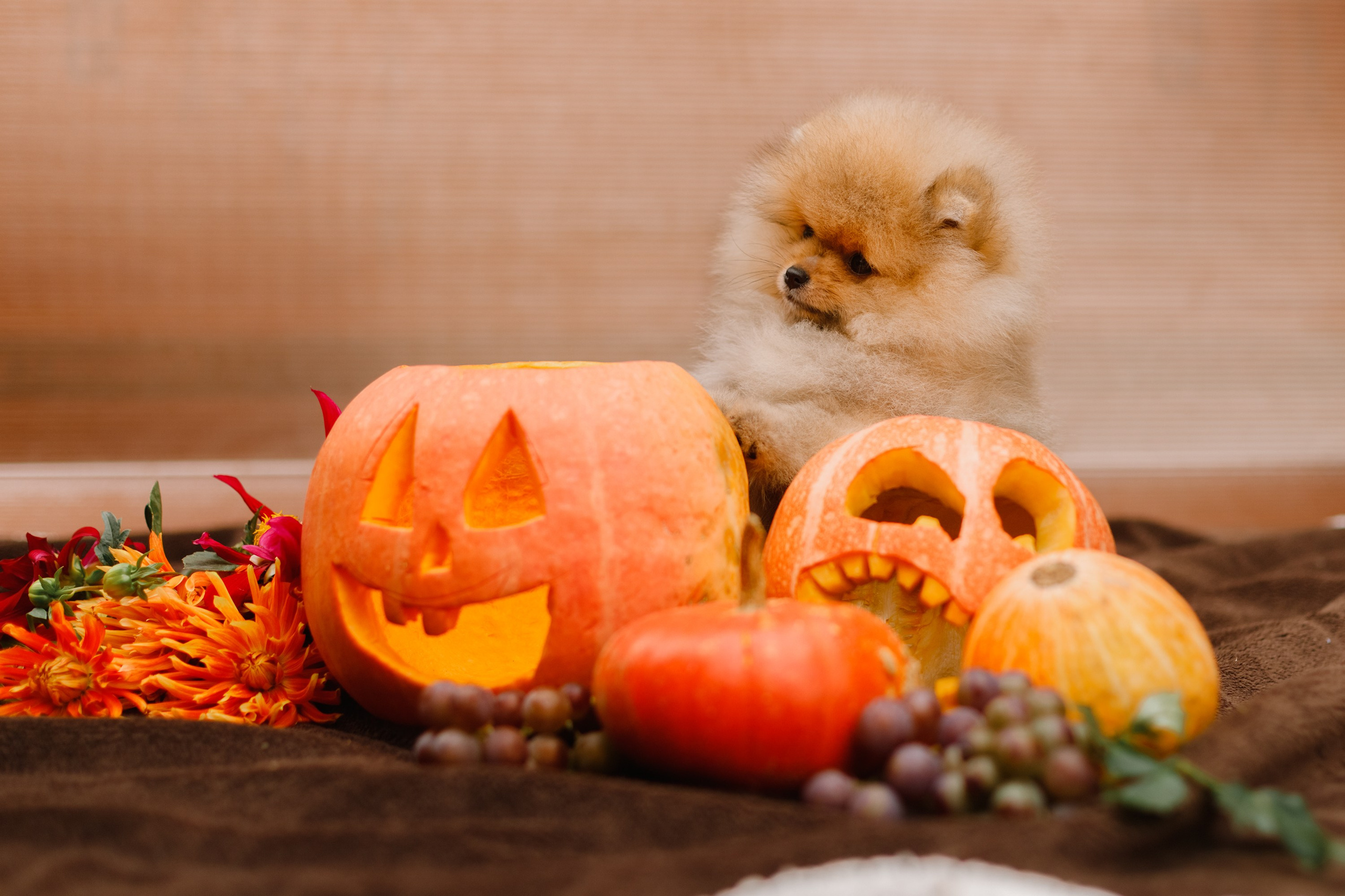 Halloween spitz puppies. Kaja | fotograf we Wrocławiu | ludzie i psy