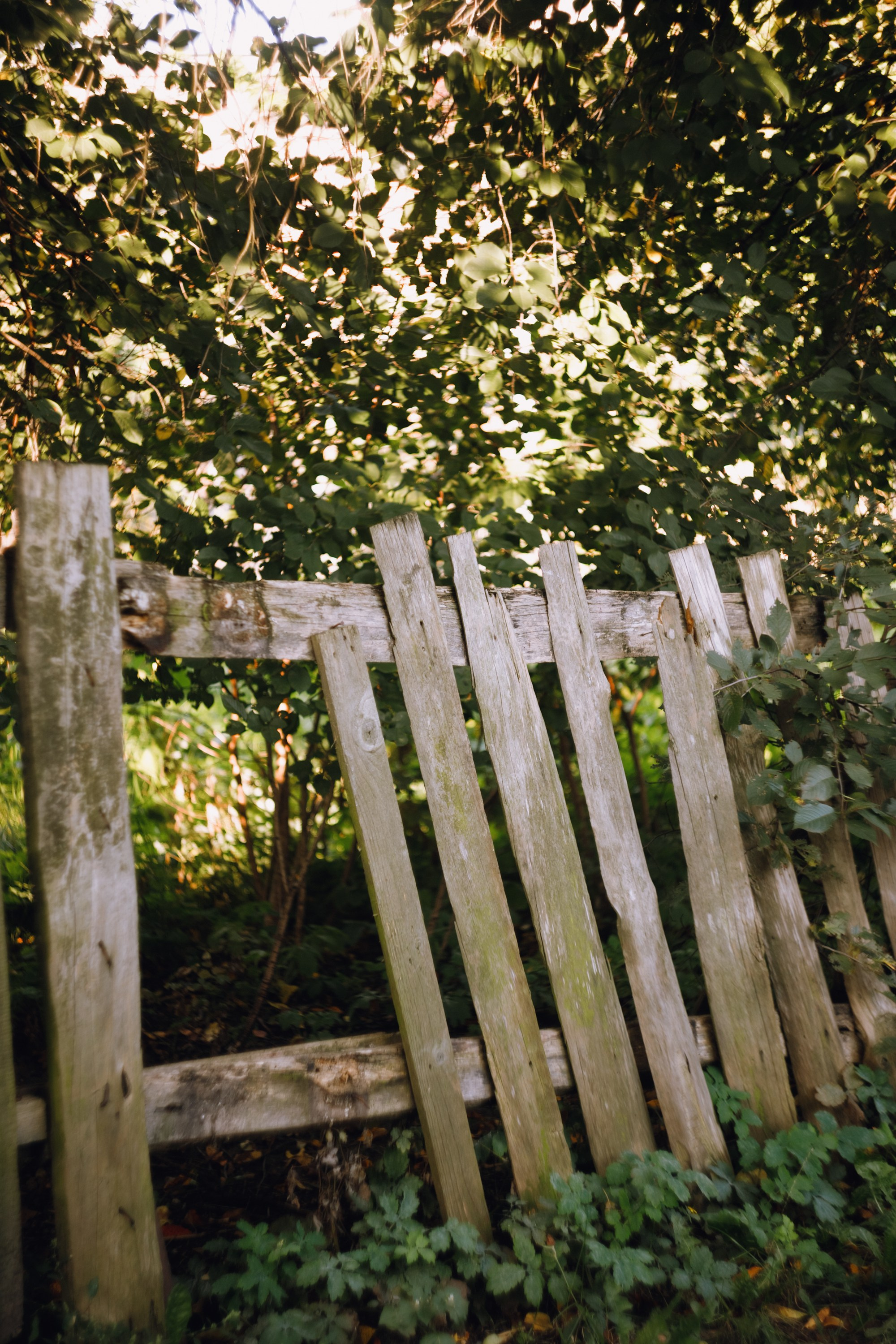 Grandmother's home in Brest. Kaja | fotograf we Wrocławiu | ludzie i psy