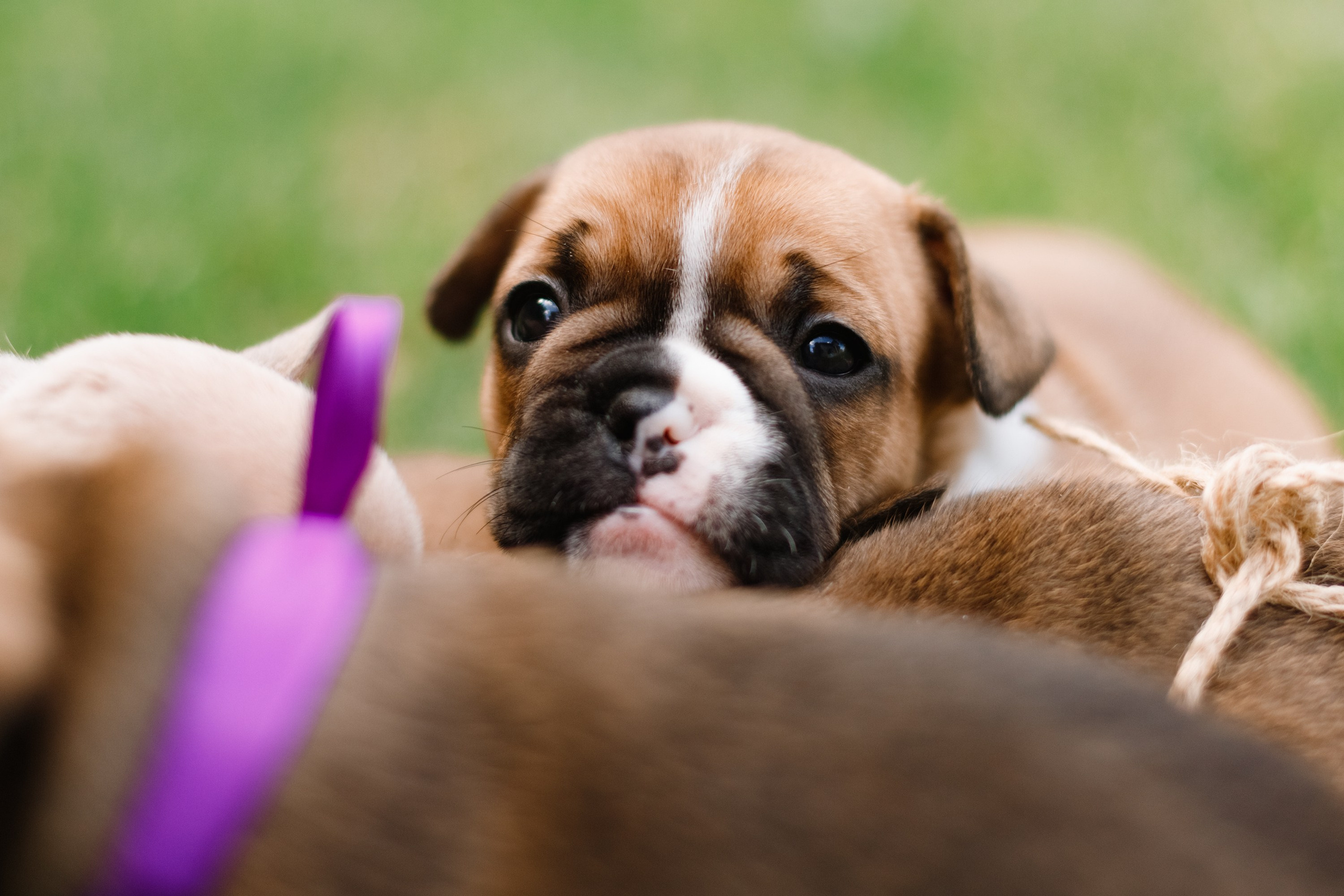 French bulldog puppies. Kaja | fotograf we Wrocławiu | ludzie i psy