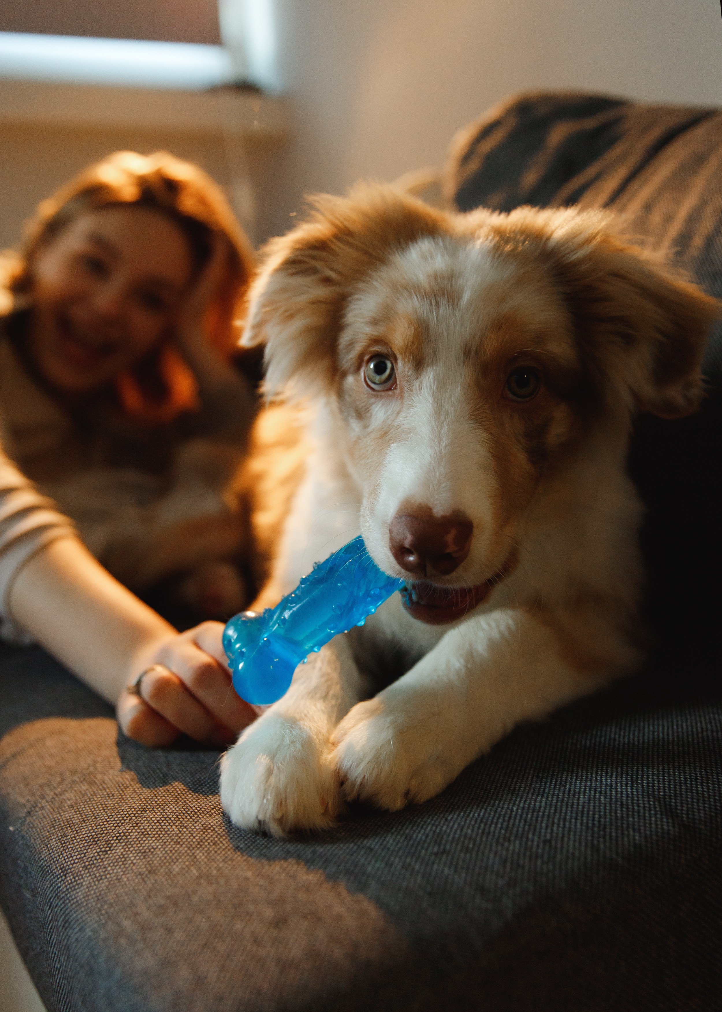 Fotografia psów Wrocław. Kaja | fotograf we Wrocławiu | ludzie i psy