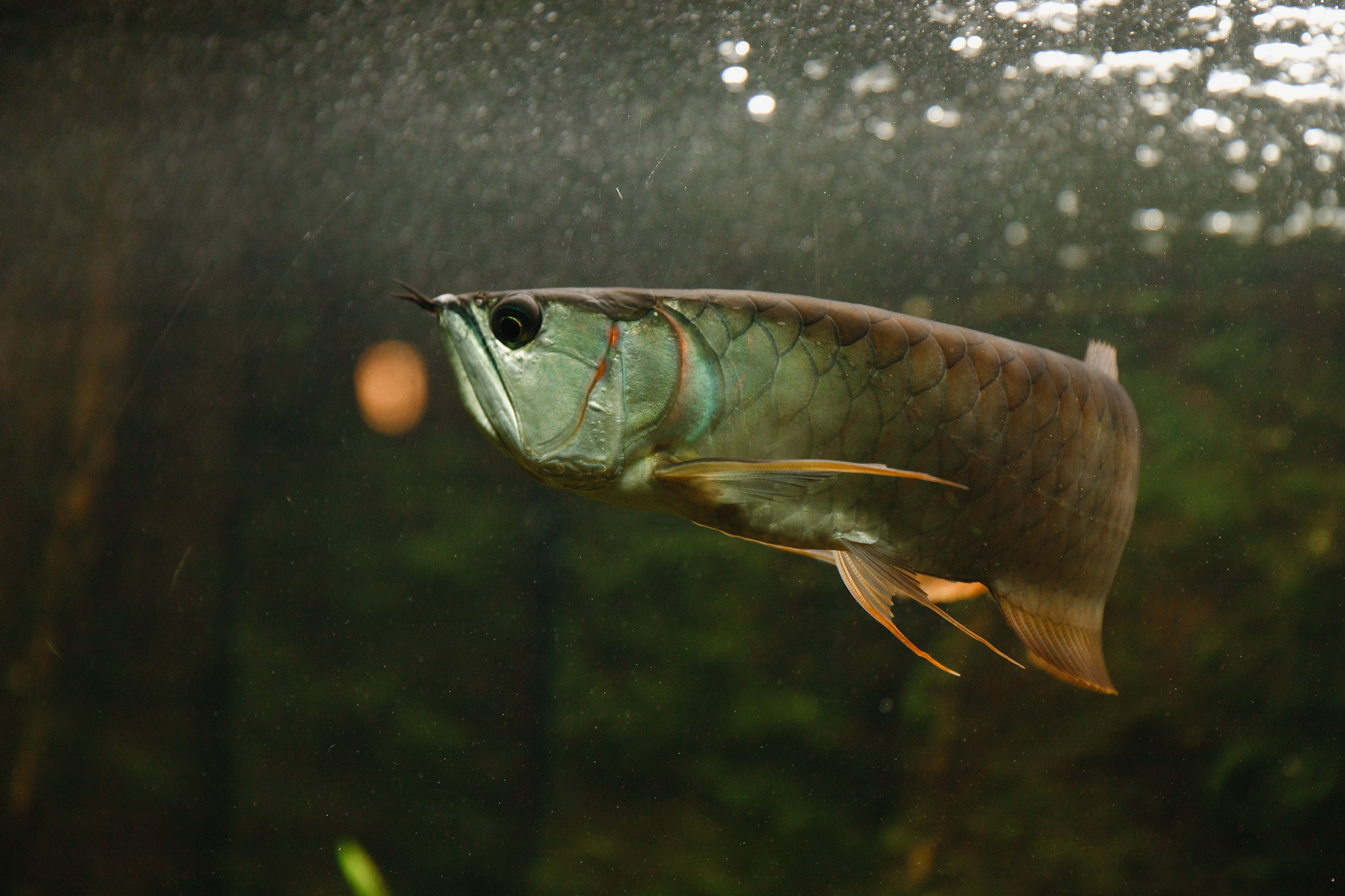 Botanical garden in Wroclaw. Kaja | fotograf we Wrocławiu | ludzie i psy