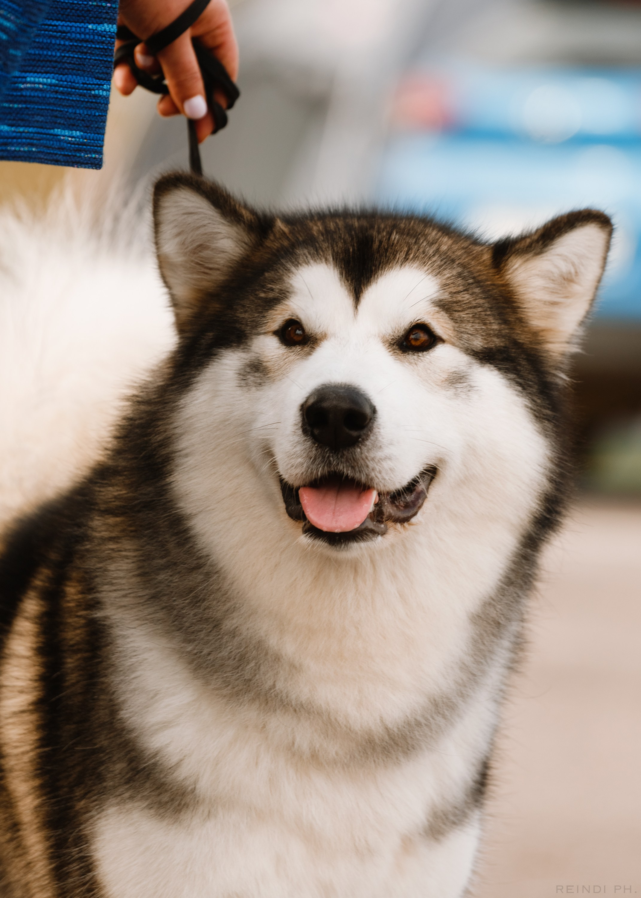 Rainy dog show in Grodno. Kaja | fotograf we Wrocławiu | ludzie i psy