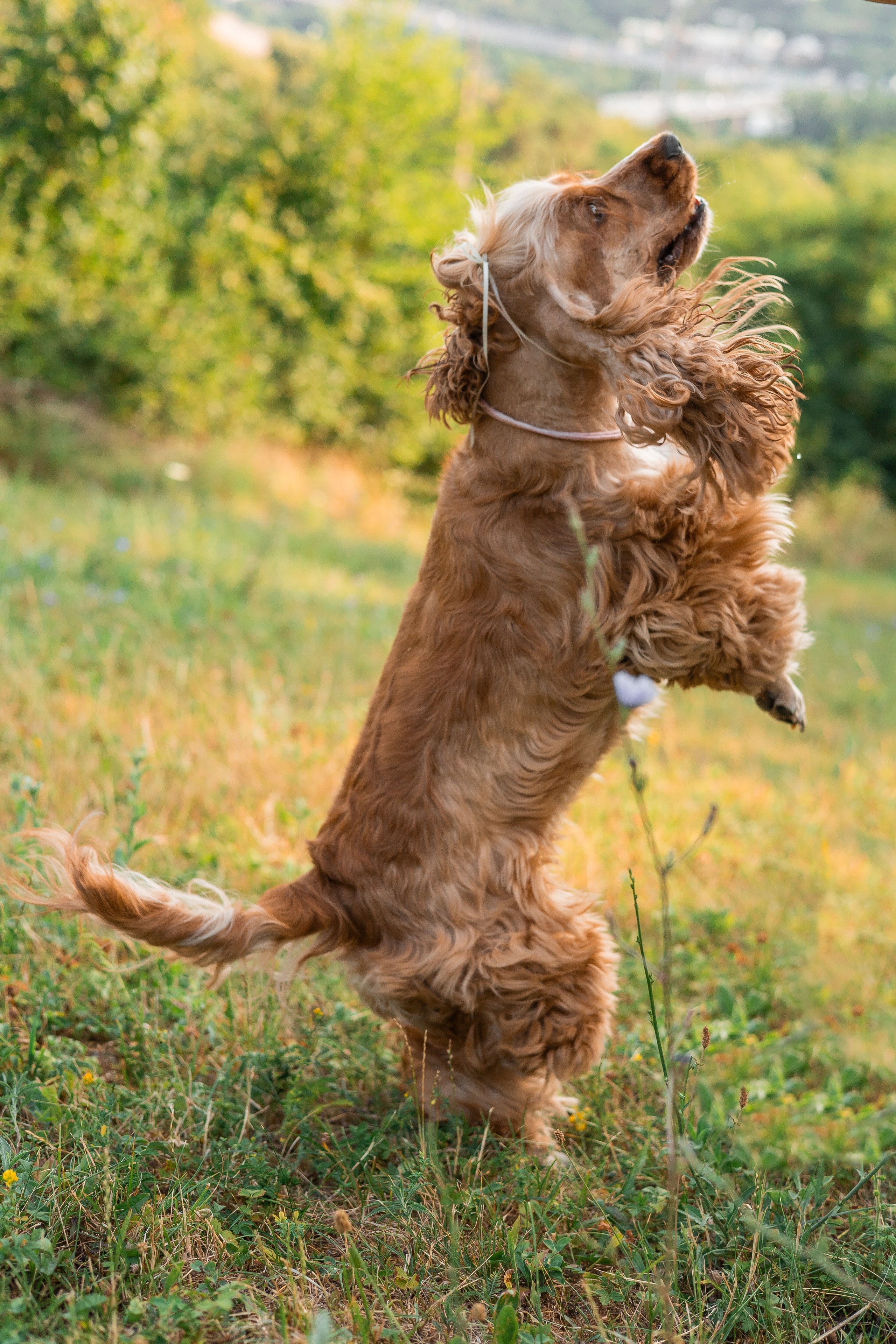 Алина и Юки. Фотограф-анималист | Белград